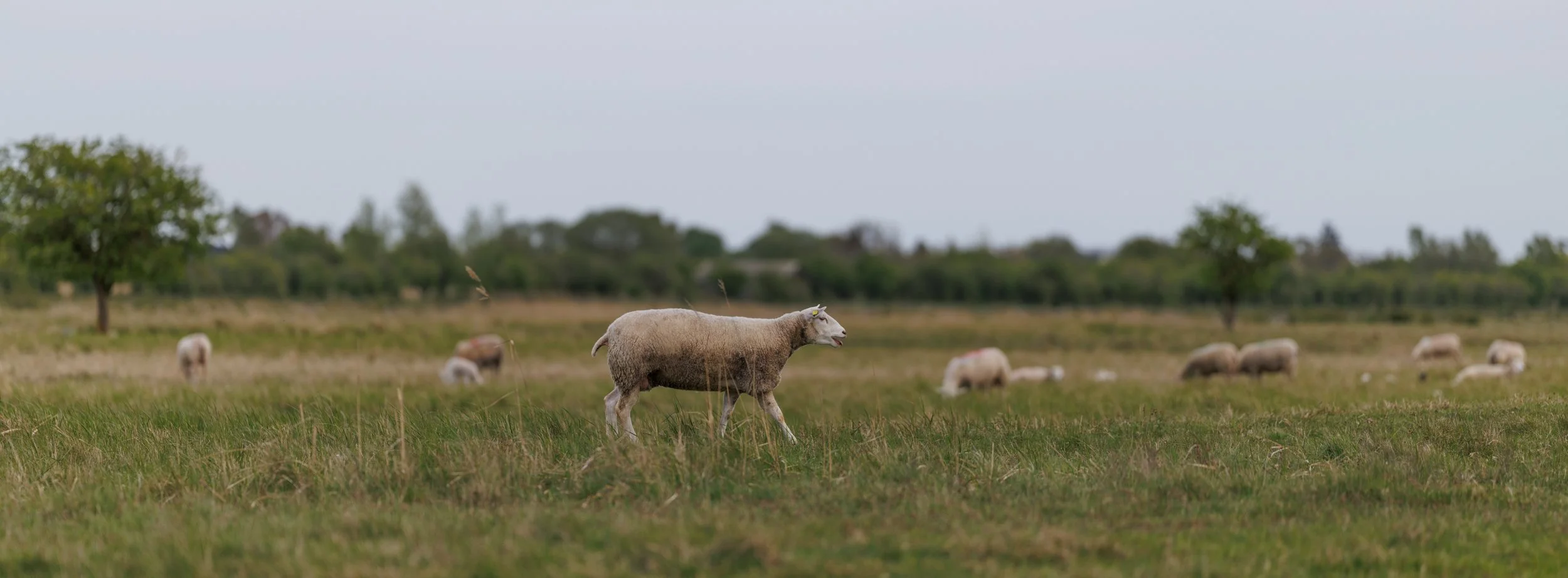 Sheep grazing in a grassy field with scattered trees and a cloudy sky.