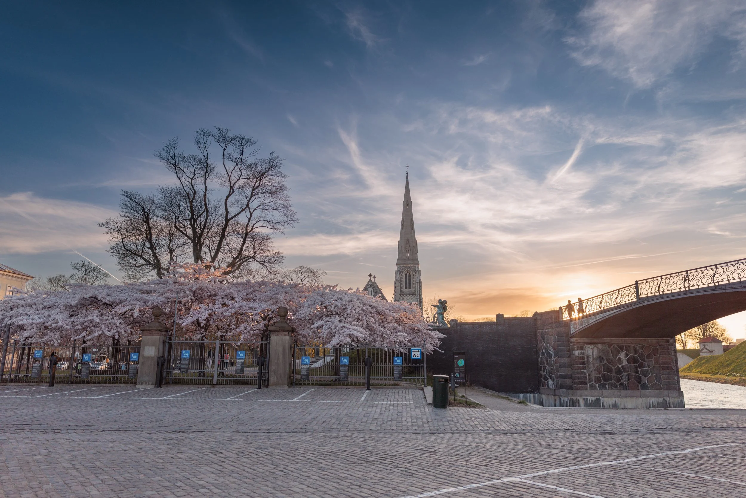 A sunset scene with pink cherry blossom trees in front of a church with a tall steeple, overlooking a bridge and a parking lot.