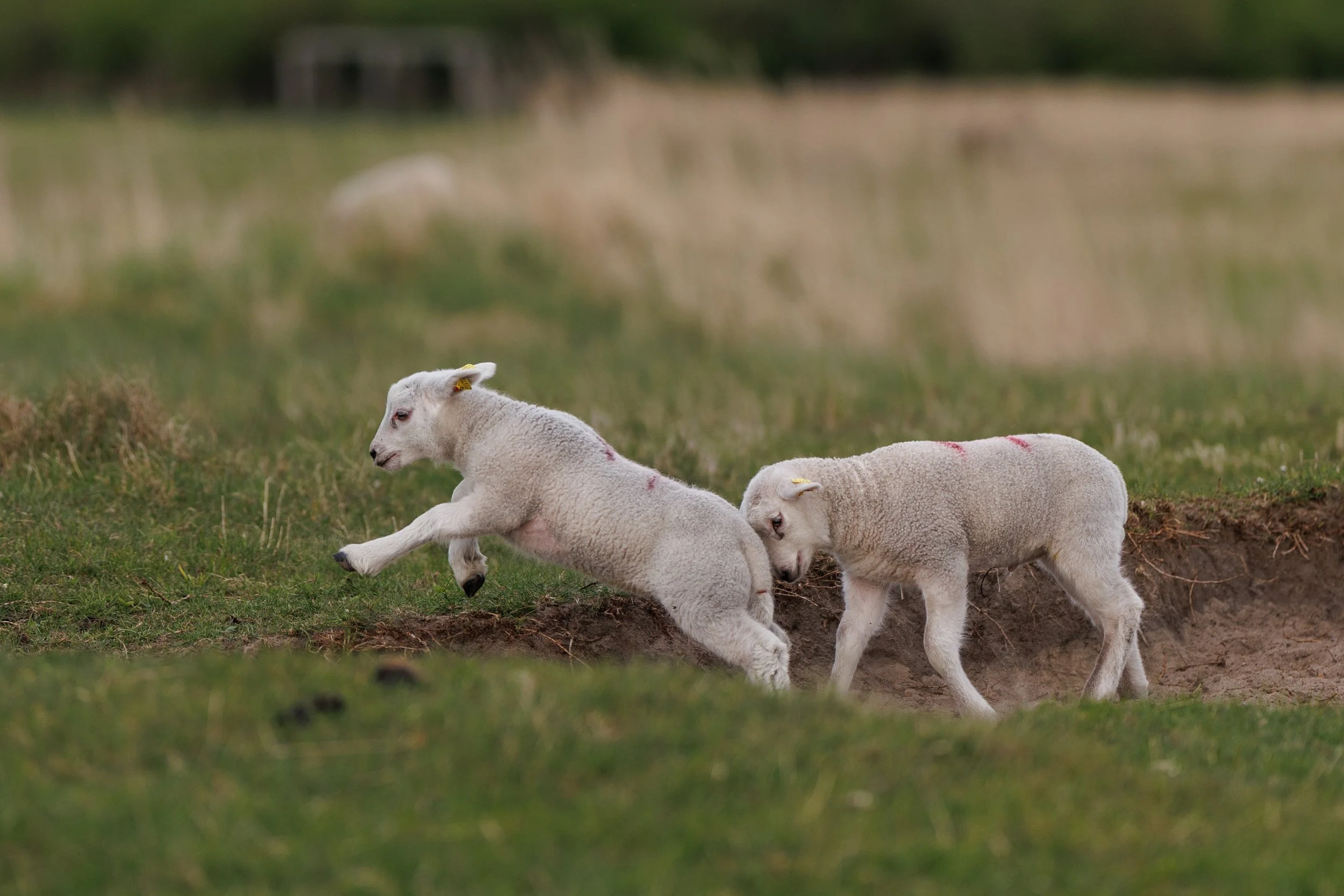 Three lambs playing on green grass in a pastoral field with blurred background.