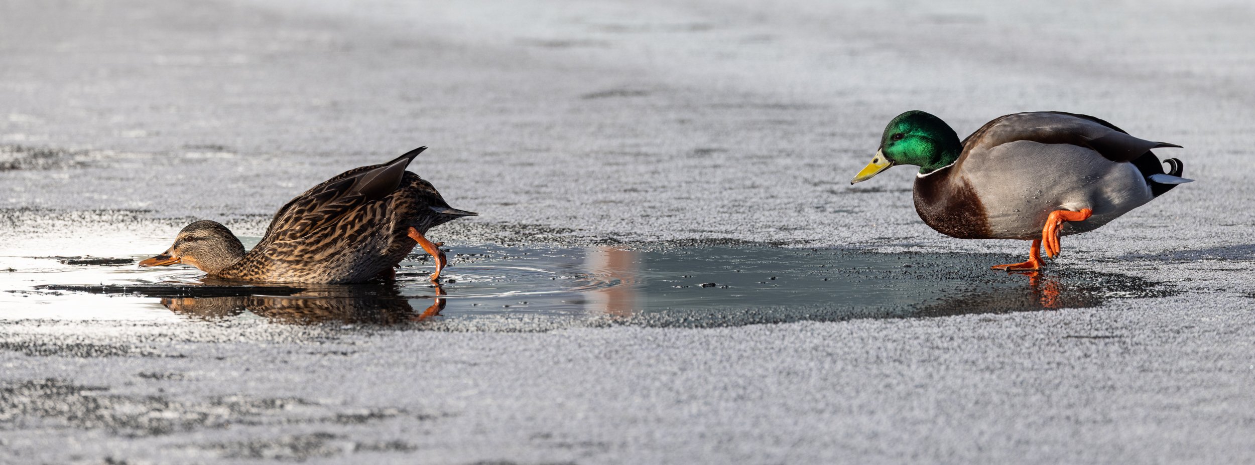 A duck diving into holes in the ice with a mallard standing on the ice nearby.