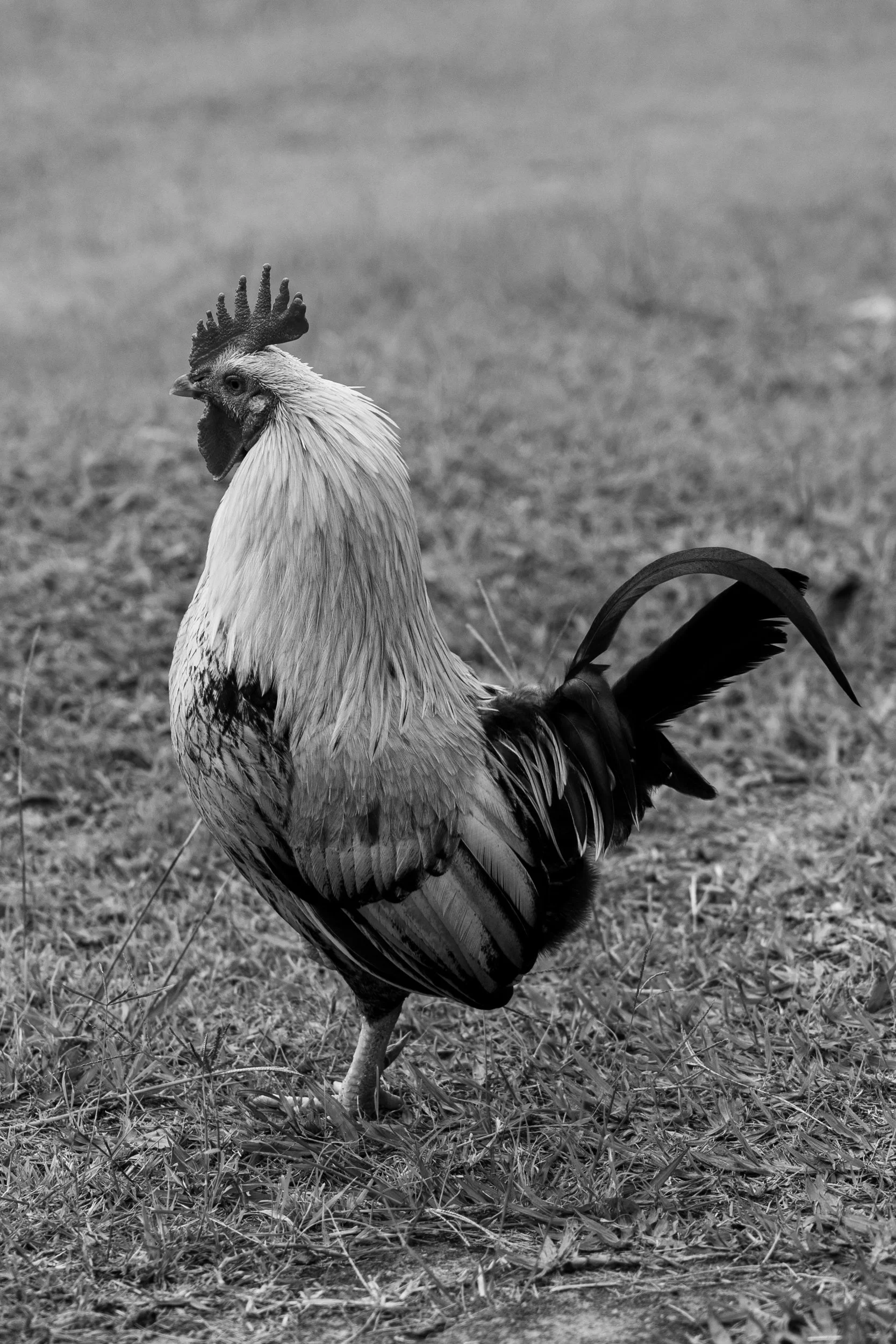 Black and white photo of a rooster standing in a grassy field, looking to the side with an open beak.