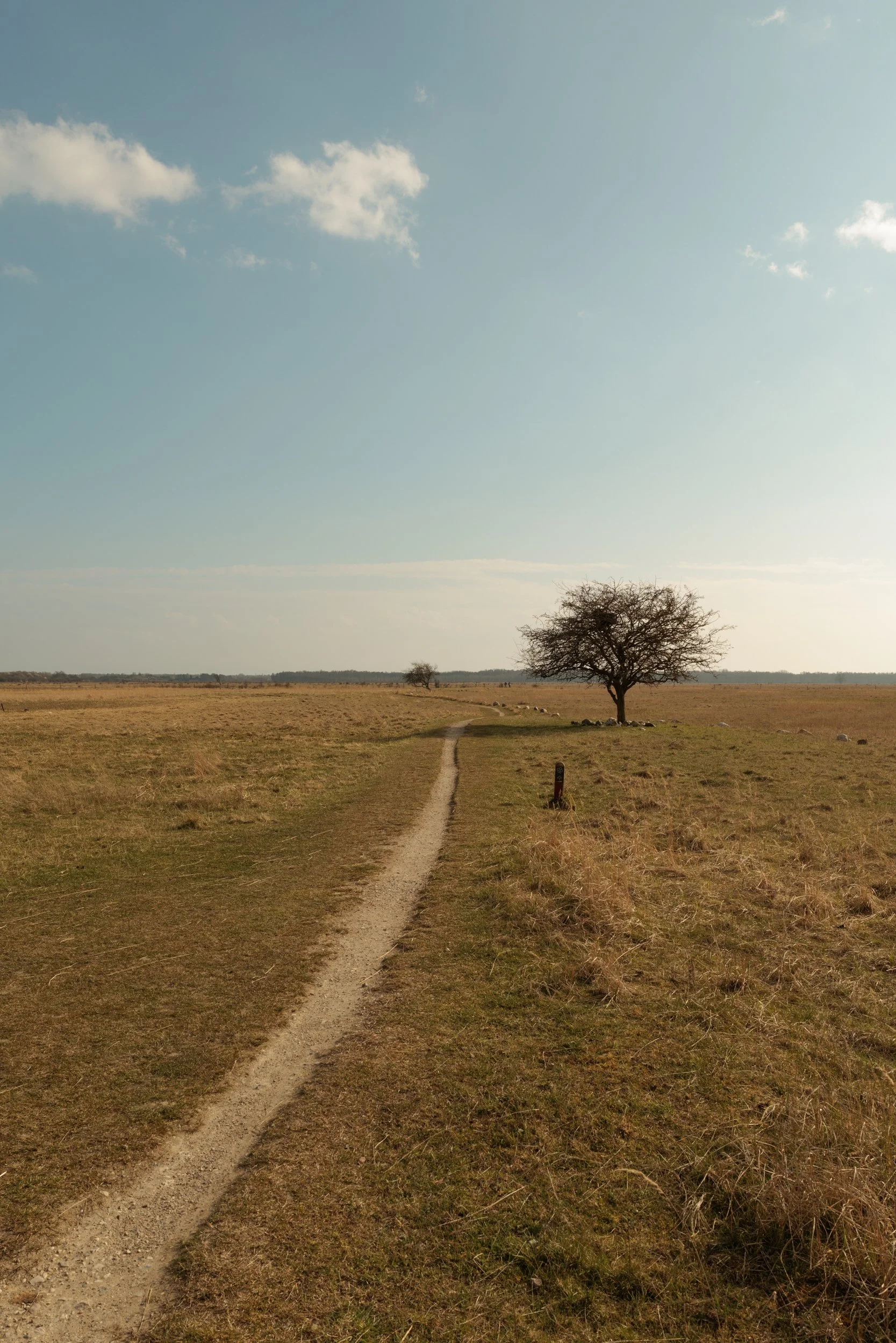 A dirt pathway running through a grassy field with a solitary tree on the right and a few smaller trees in the background. The sky is mostly clear with a few clouds.