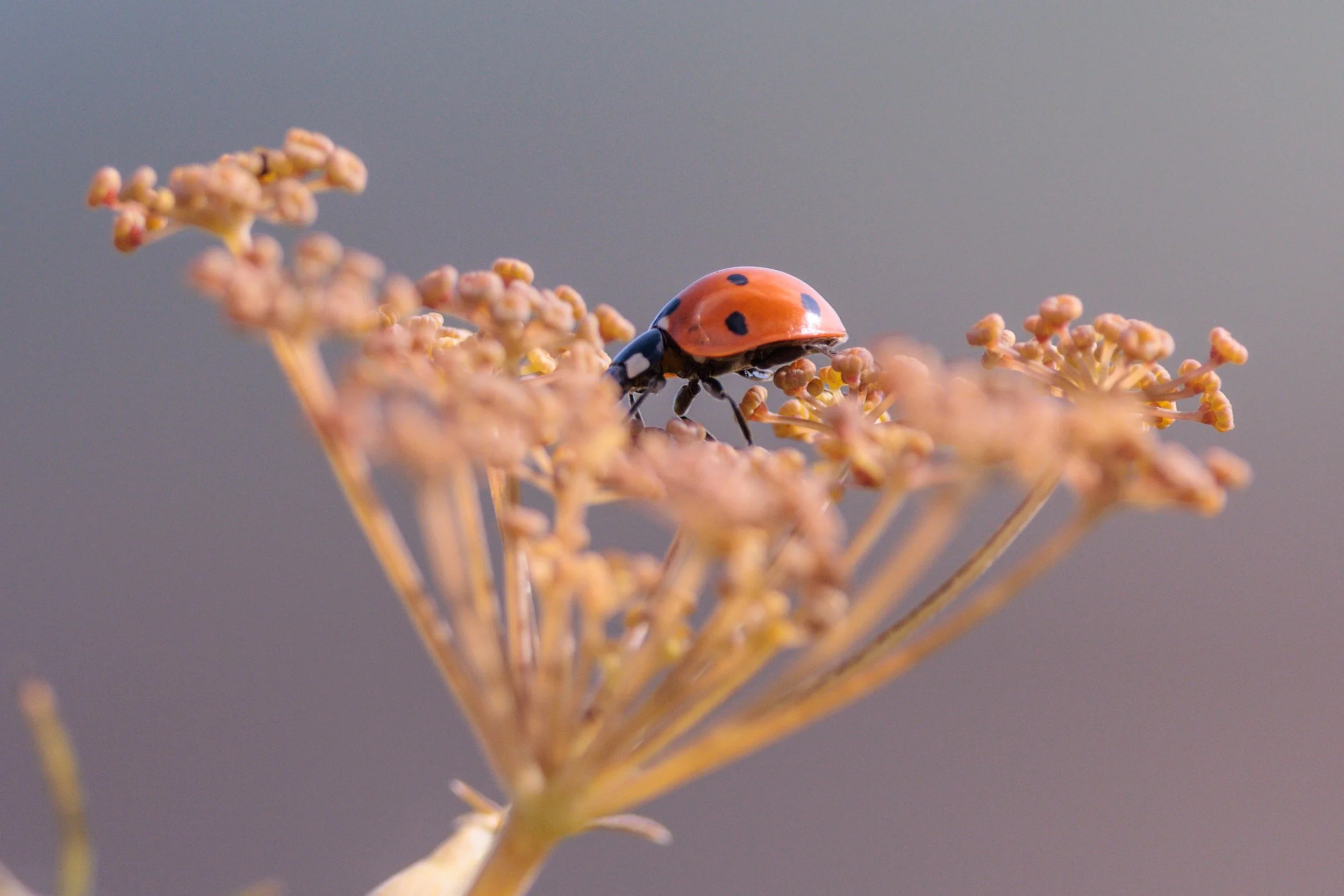 Close-up of a ladybug on a cluster of dried flowers with a plain gray background.