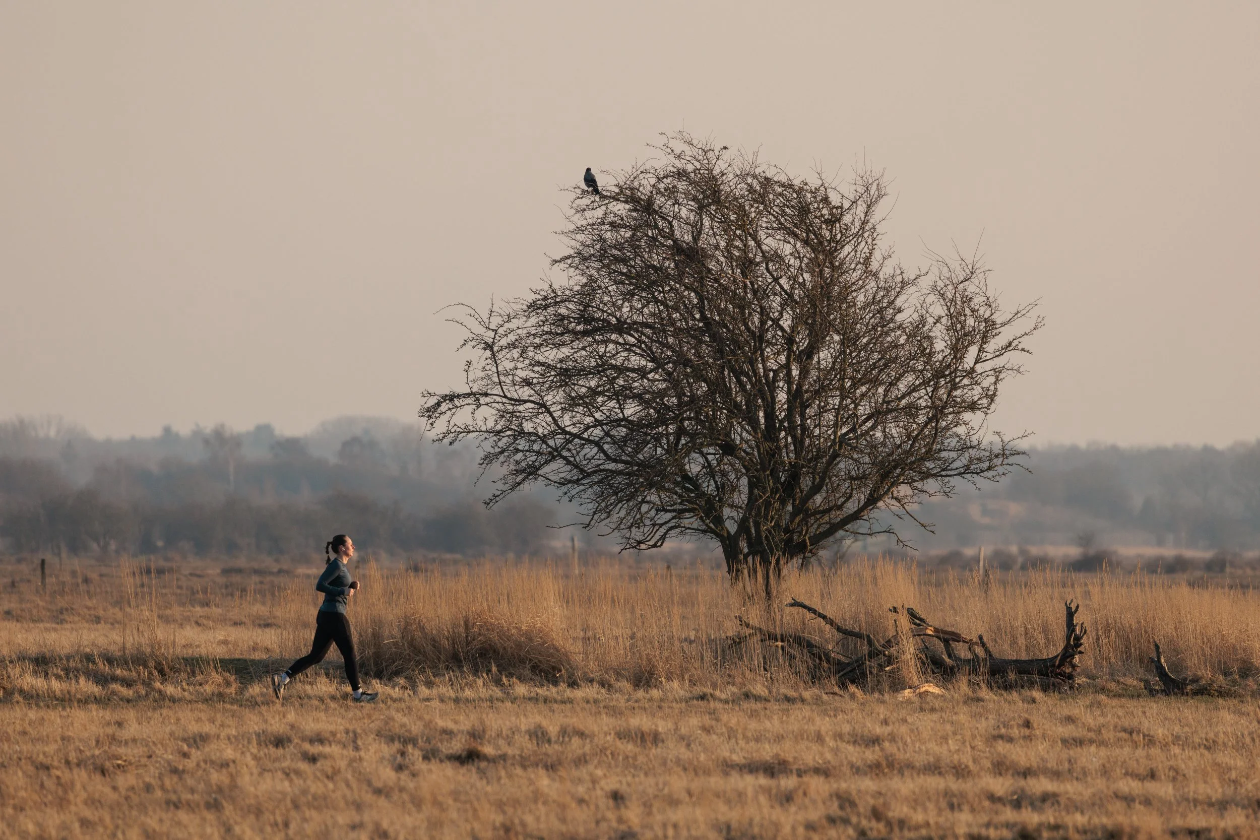 A person jogging through a field near a large leafless tree with a small hawk perched on one of its branches; sunset or sunrise lighting creates a warm, golden hue.