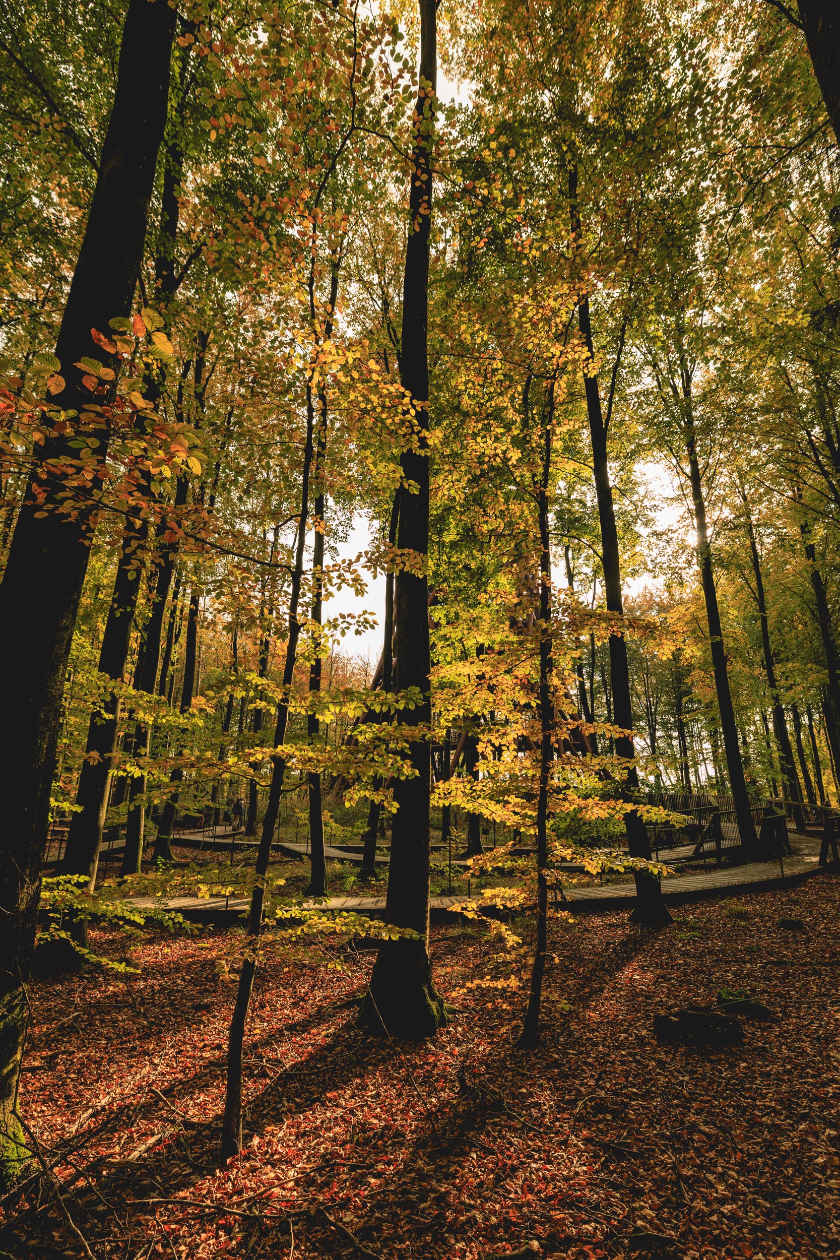 Sunset filtering through a dense forest of tall trees with autumn leaves, illuminating the forest floor covered in fallen leaves.