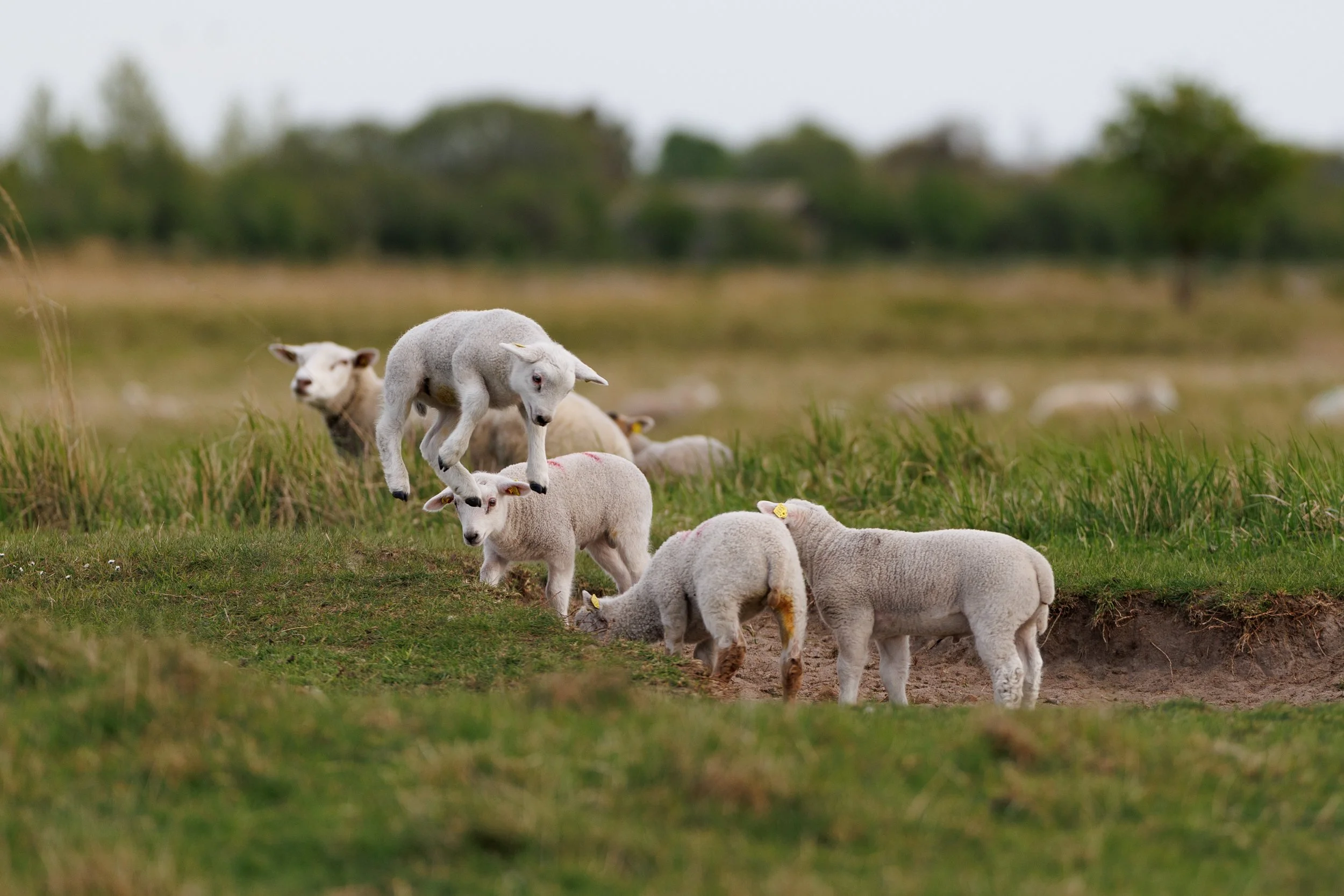 A group of white lambs grazing and standing on a grassy field.