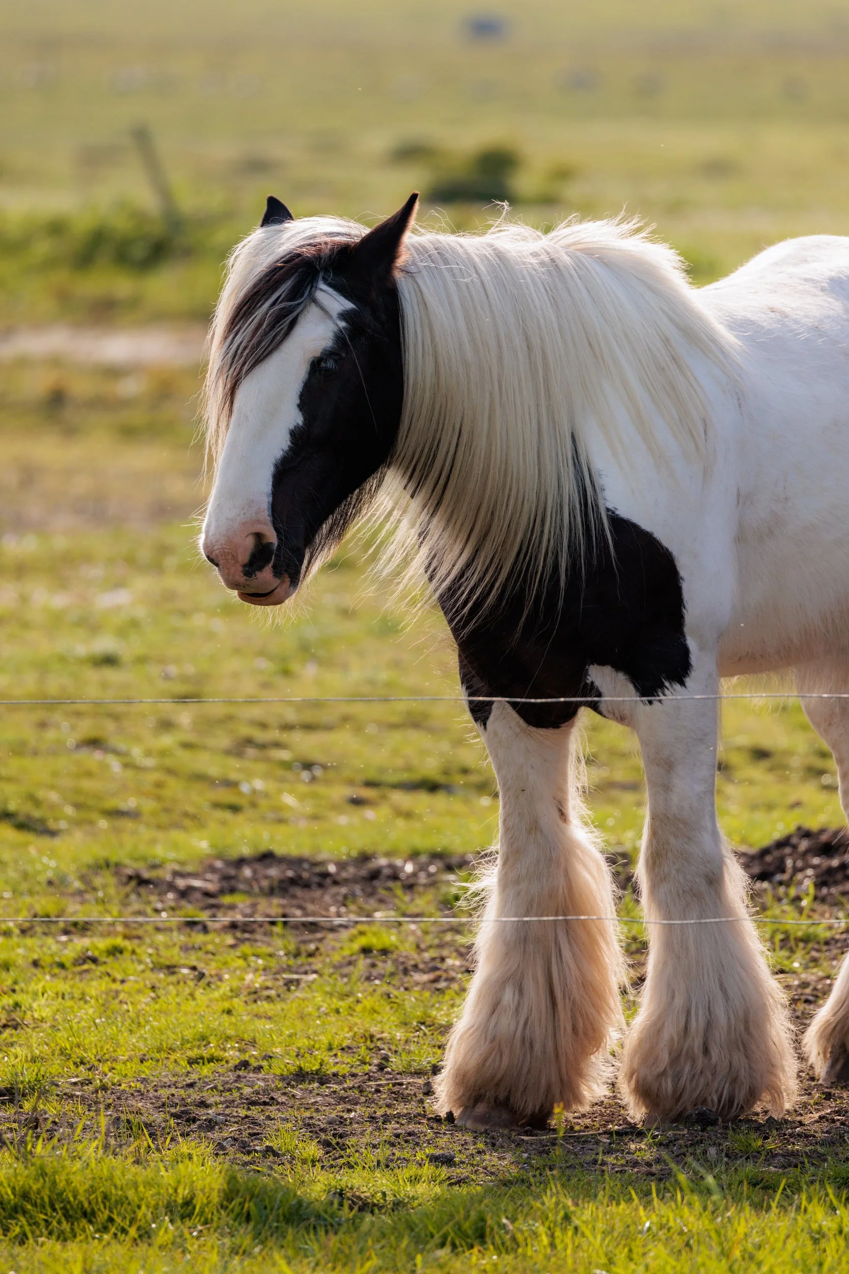 A white horse with black markings on its face and black patches on its body standing in a grassy field, with a wire fence in the foreground and blurred landscape in the background.