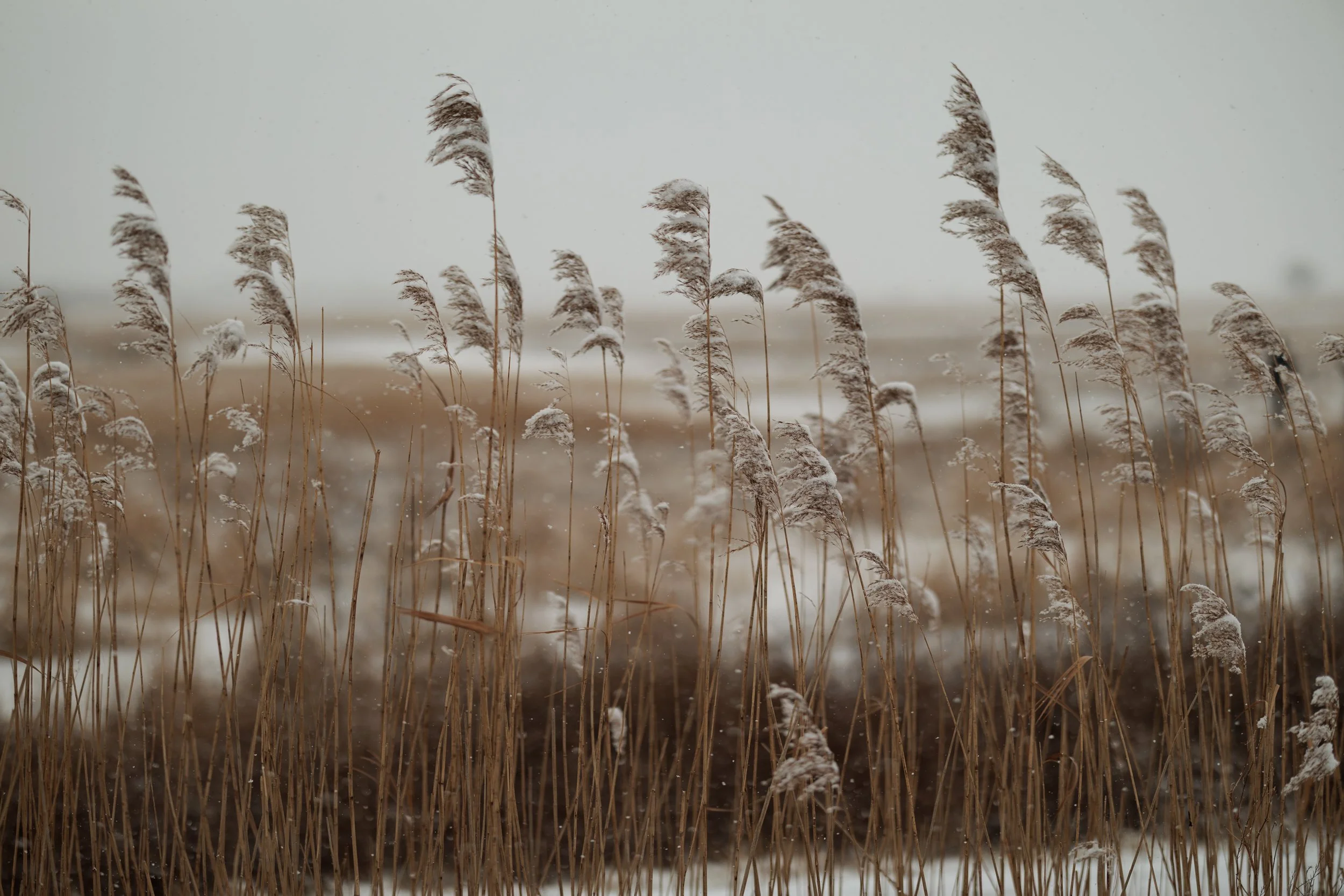 Tall, dried grasses covered in snow in a winter landscape with a gray, overcast sky.