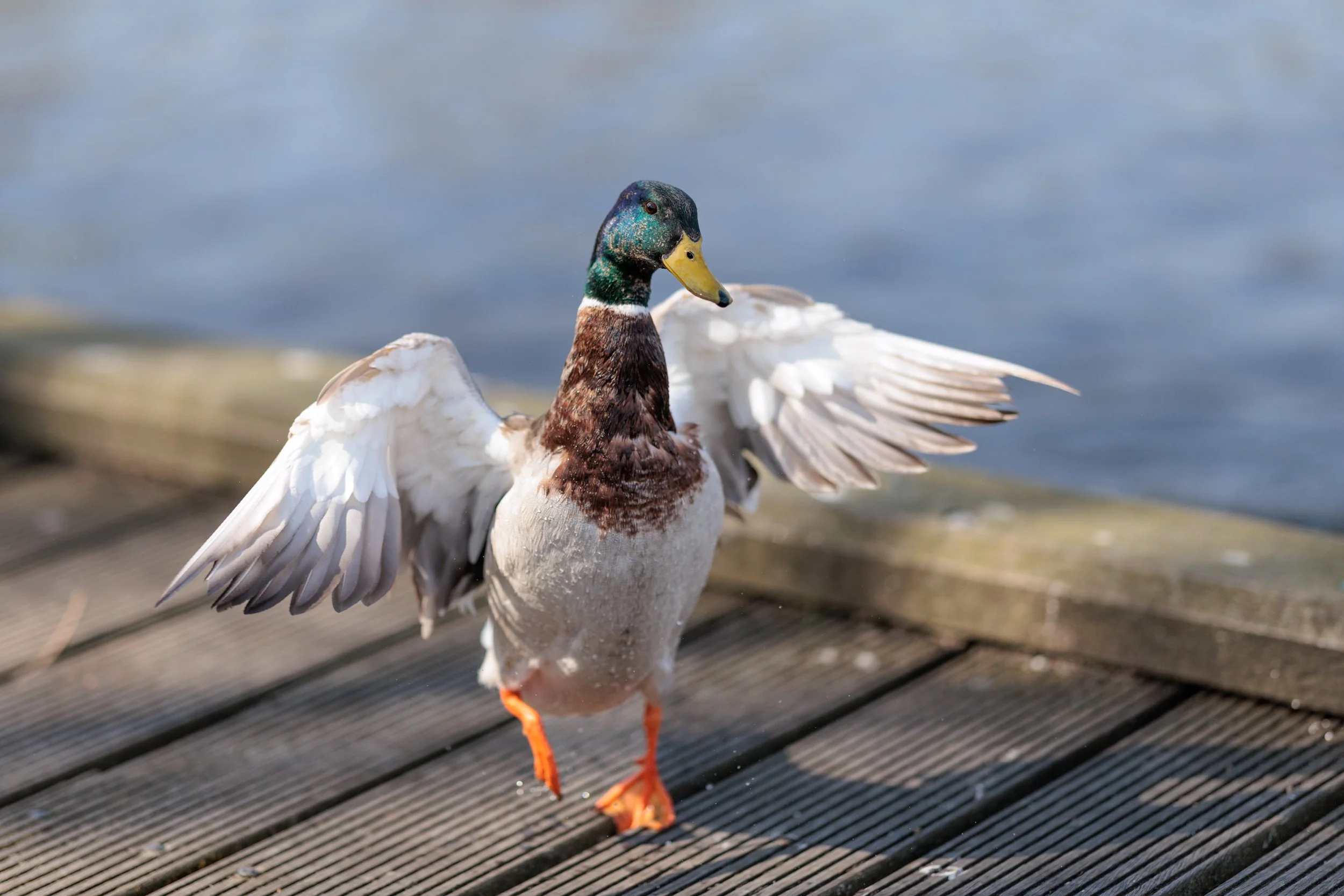 A duck standing on a wooden dock with one leg raised, extending its wings, near a body of water.
