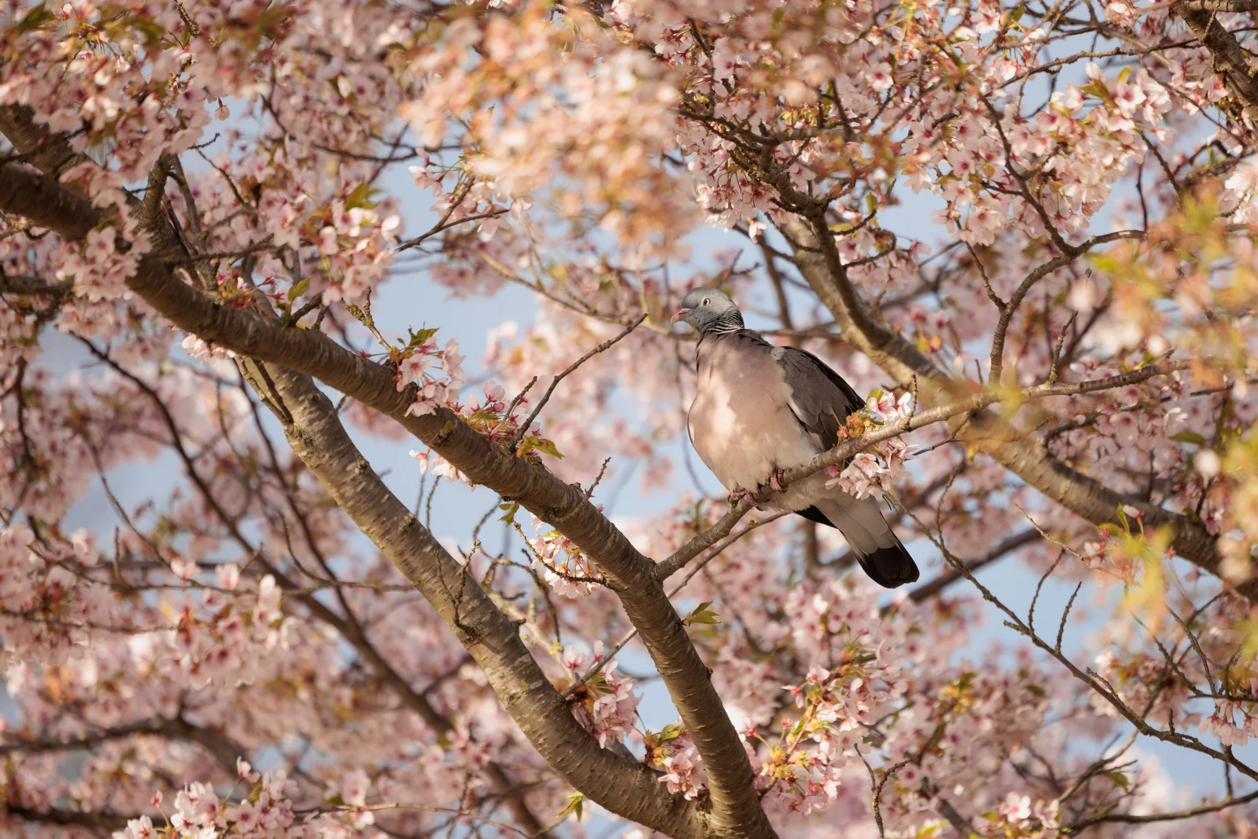 A pigeon perched on a tree branch surrounded by pink cherry blossoms.