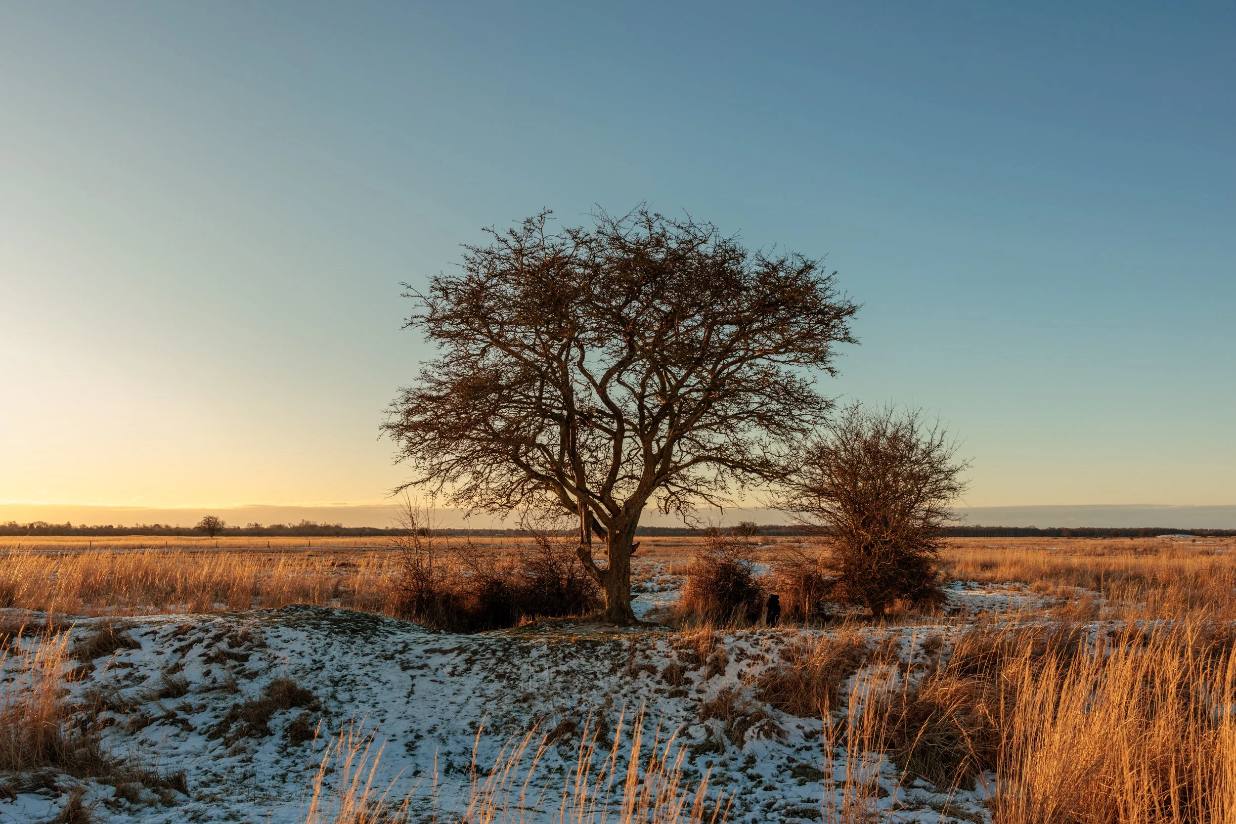 A landscape with a leafless tree in the foreground, grassy fields, a dusting of snow on the ground, and a clear sky during sunset or sunrise.