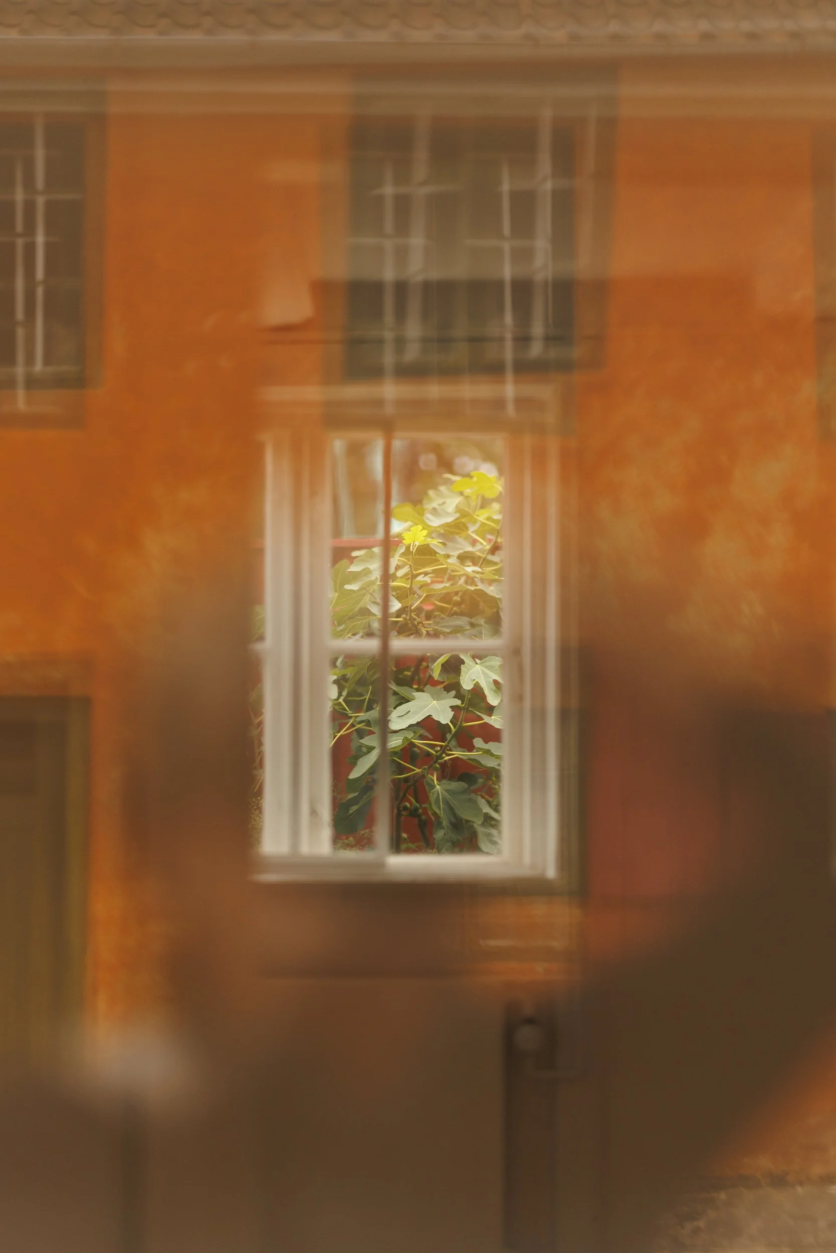 A view through a window showing green plants inside a building, with reflections of the outside environment on the glass.