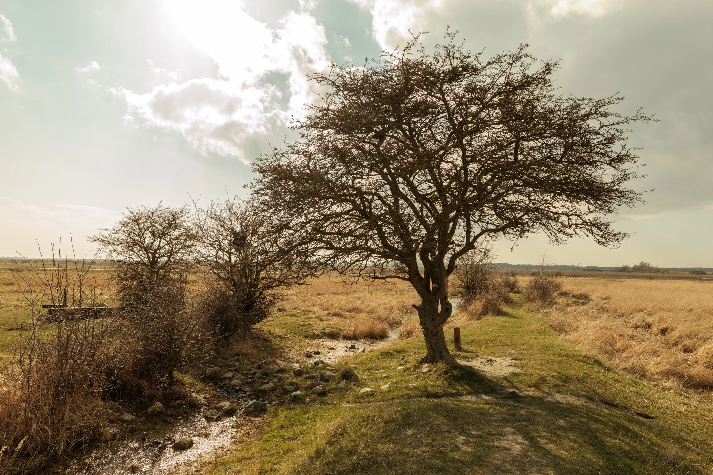 A dry, grassy landscape with sparse trees, including a large, leafless tree in the foreground and a cloudy sky overhead.