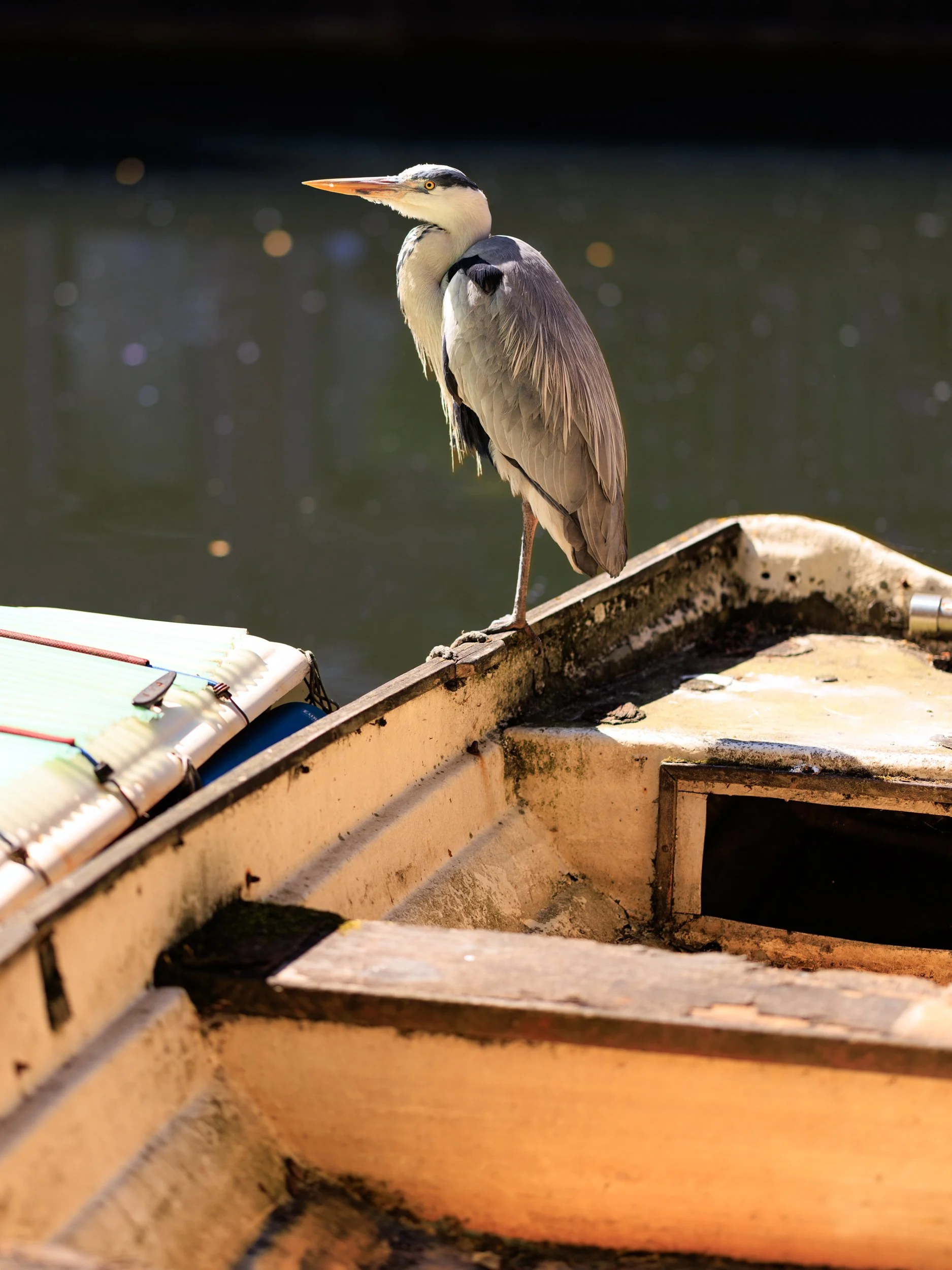 A heron standing on the edge of an old, rusty boat near water, with a paddleboard nearby.