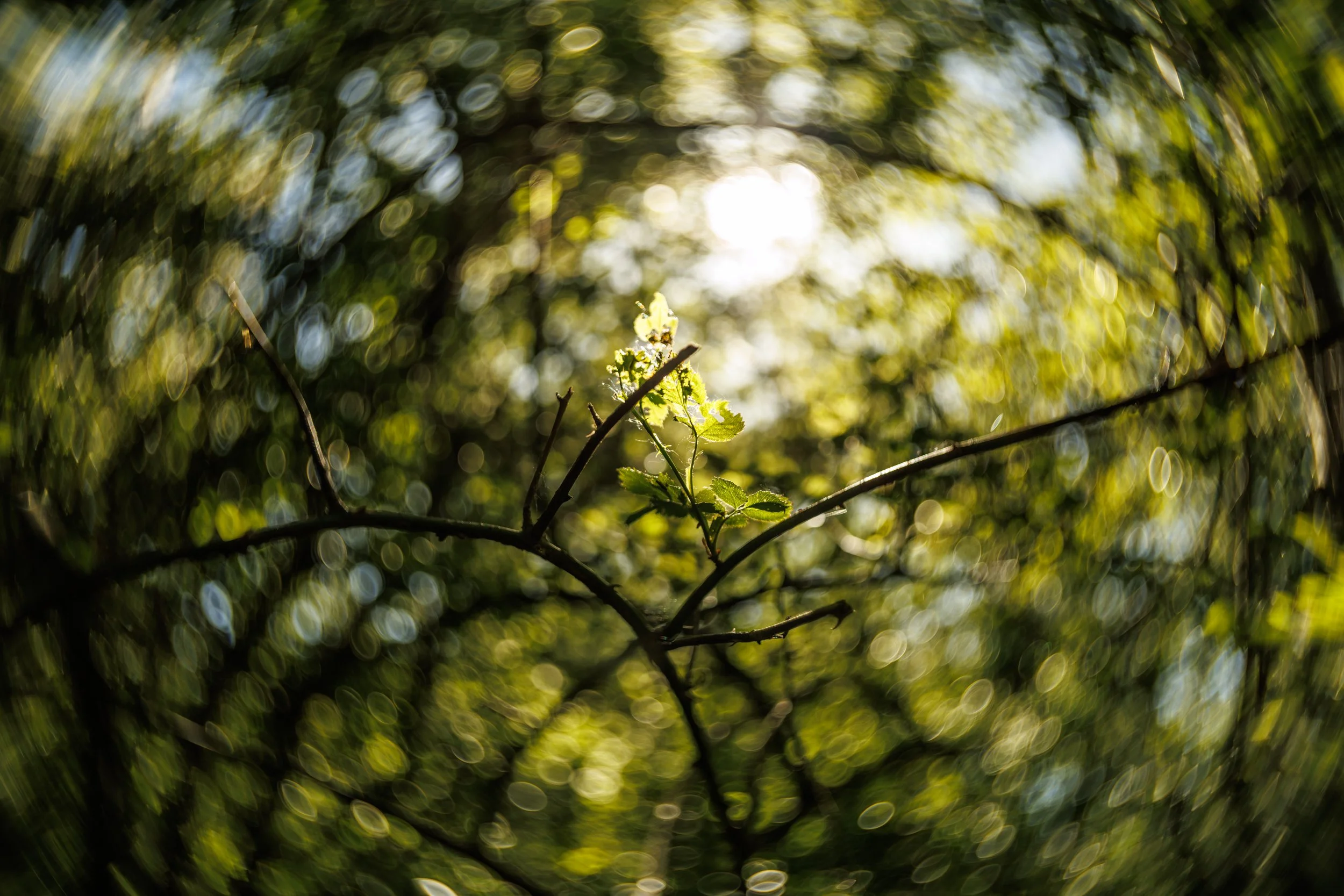 Close-up of a small plant with a few leaves and a tiny flower bud on a branch, with a blurred, sunlit forest background and bokeh effect.