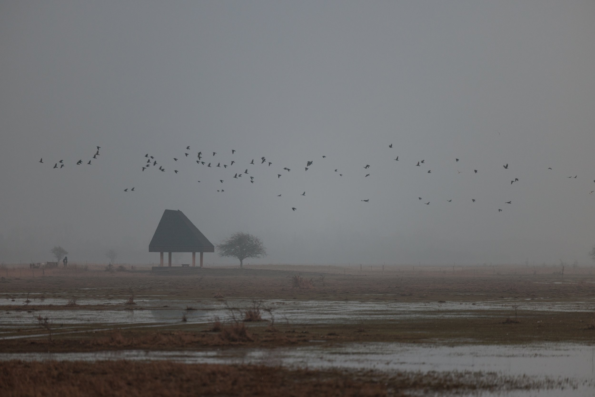A foggy landscape with a flock of birds flying in the sky, a small pavilion, trees, and fields in the background.