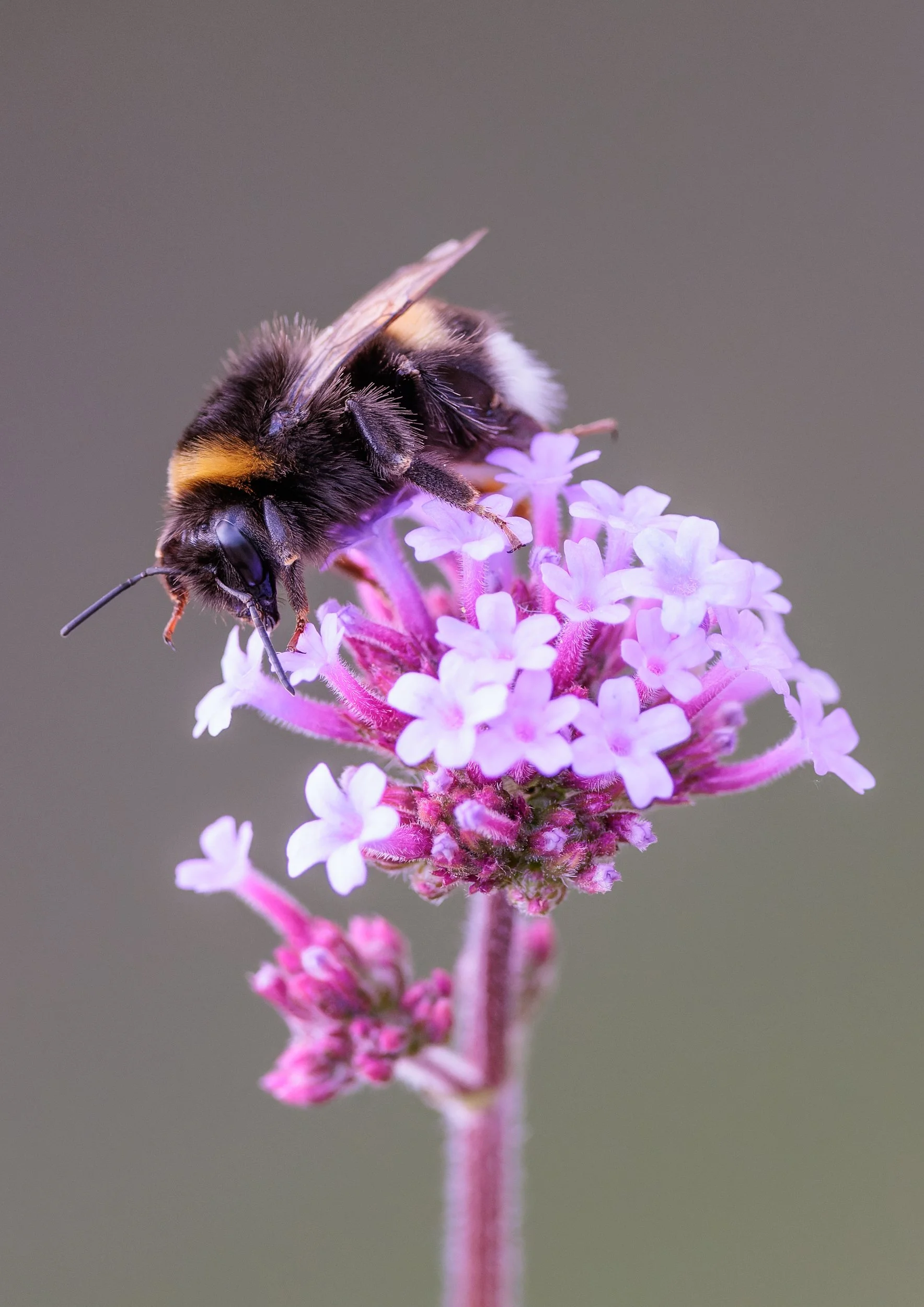 Close-up of a bumblebee gathering nectar from pink and purple flowers on a flowering plant.