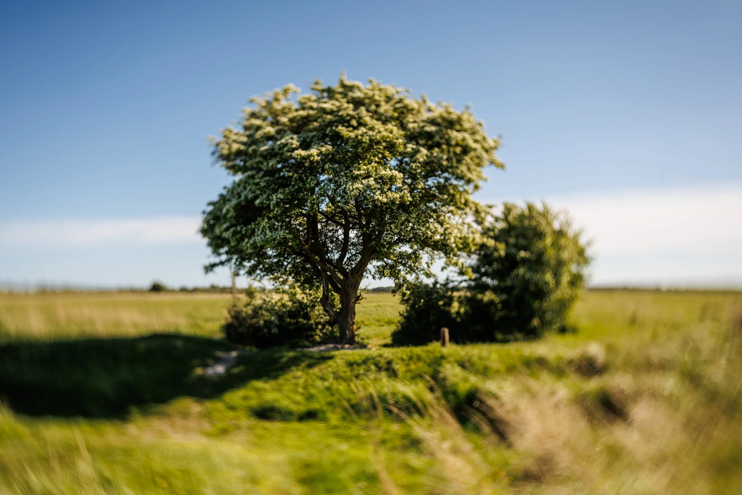 A lush green tree with white blossoms standing alone in a field under a clear blue sky.