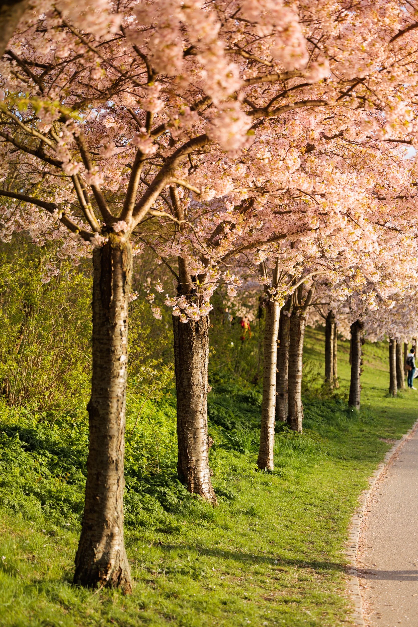 A row of cherry blossom trees with pink flowers lining a grassy pathway.