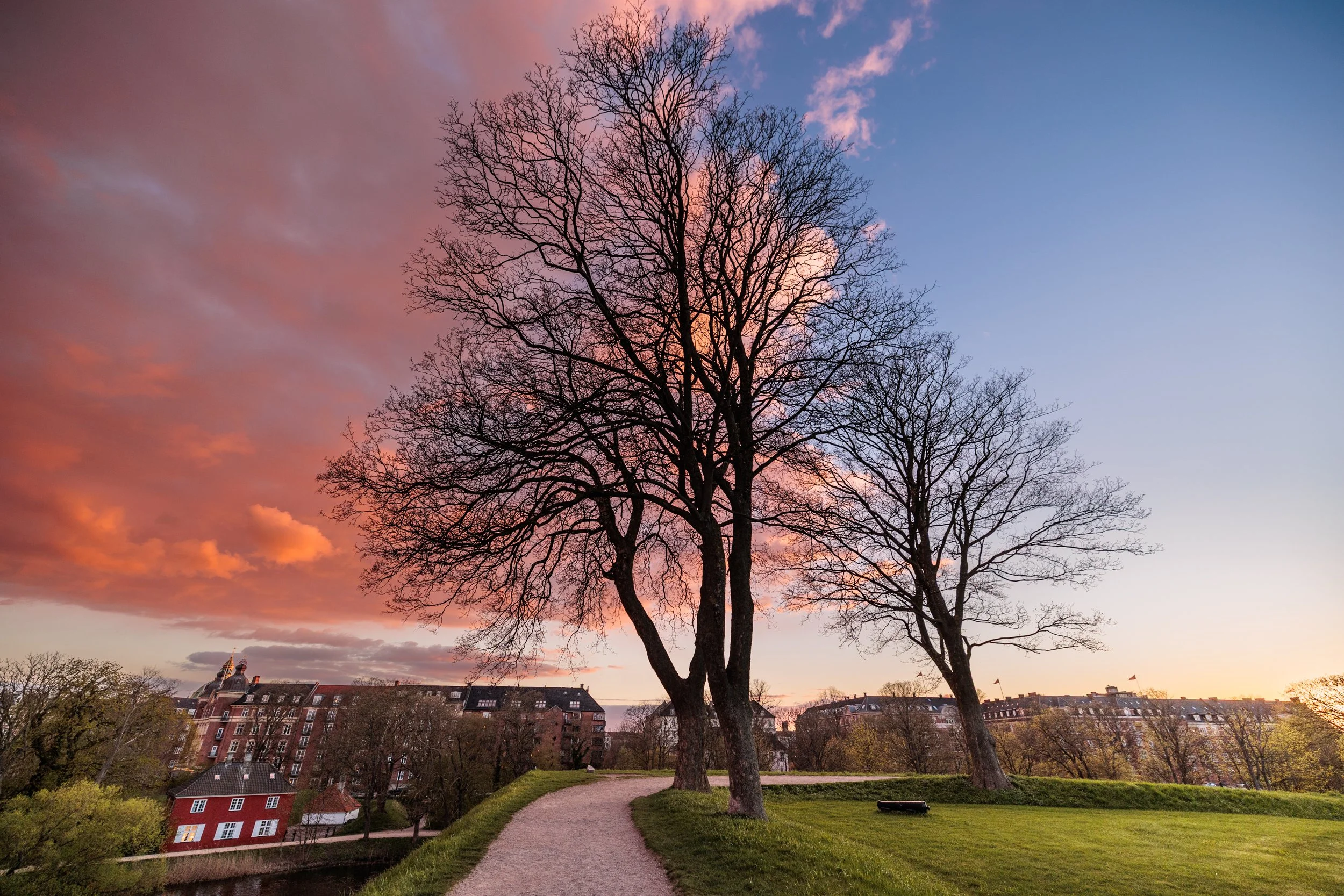 A park scene at sunset with a large, leafless tree in the foreground. The sky shows pink and blue hues with some clouds. There is a gravel pathway, a grassy area, and buildings in the background.