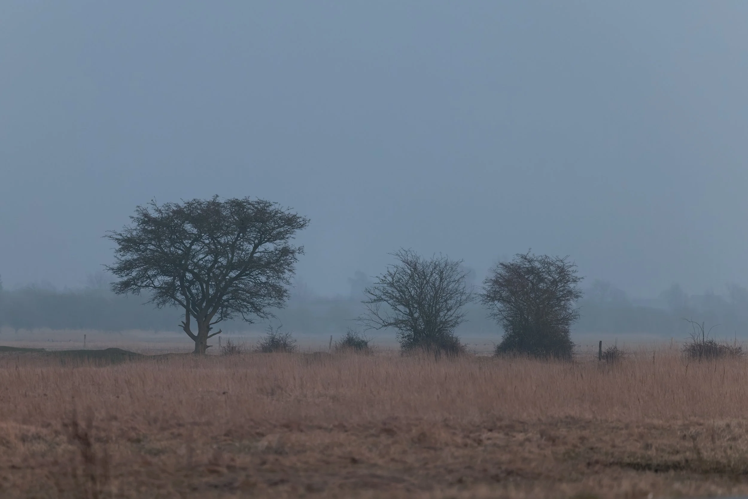 A hazy landscape featuring bare trees scattered across a field with a foggy sky in the background.