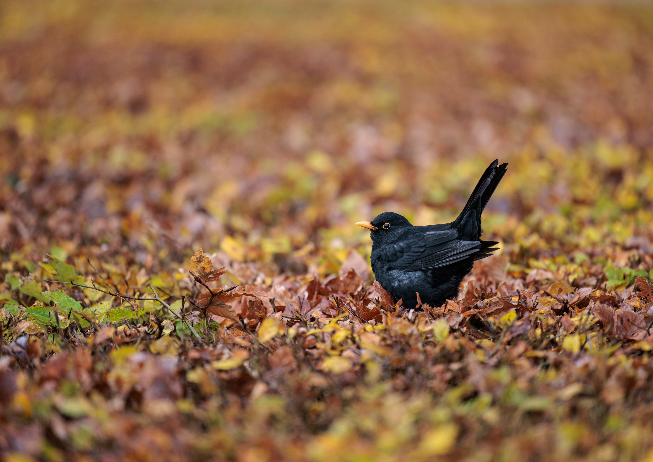 A blackbird with a yellow beak and eye ring sitting on a bed of colorful fallen autumn leaves with a blurred yellow and brown background.