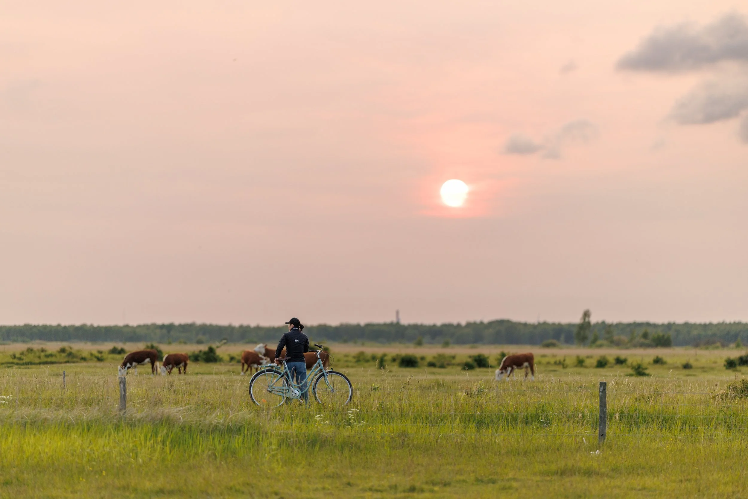 A person standing next to a bicycle in a grassy field with grazing cows, under a sky with a setting sun and scattered clouds.
