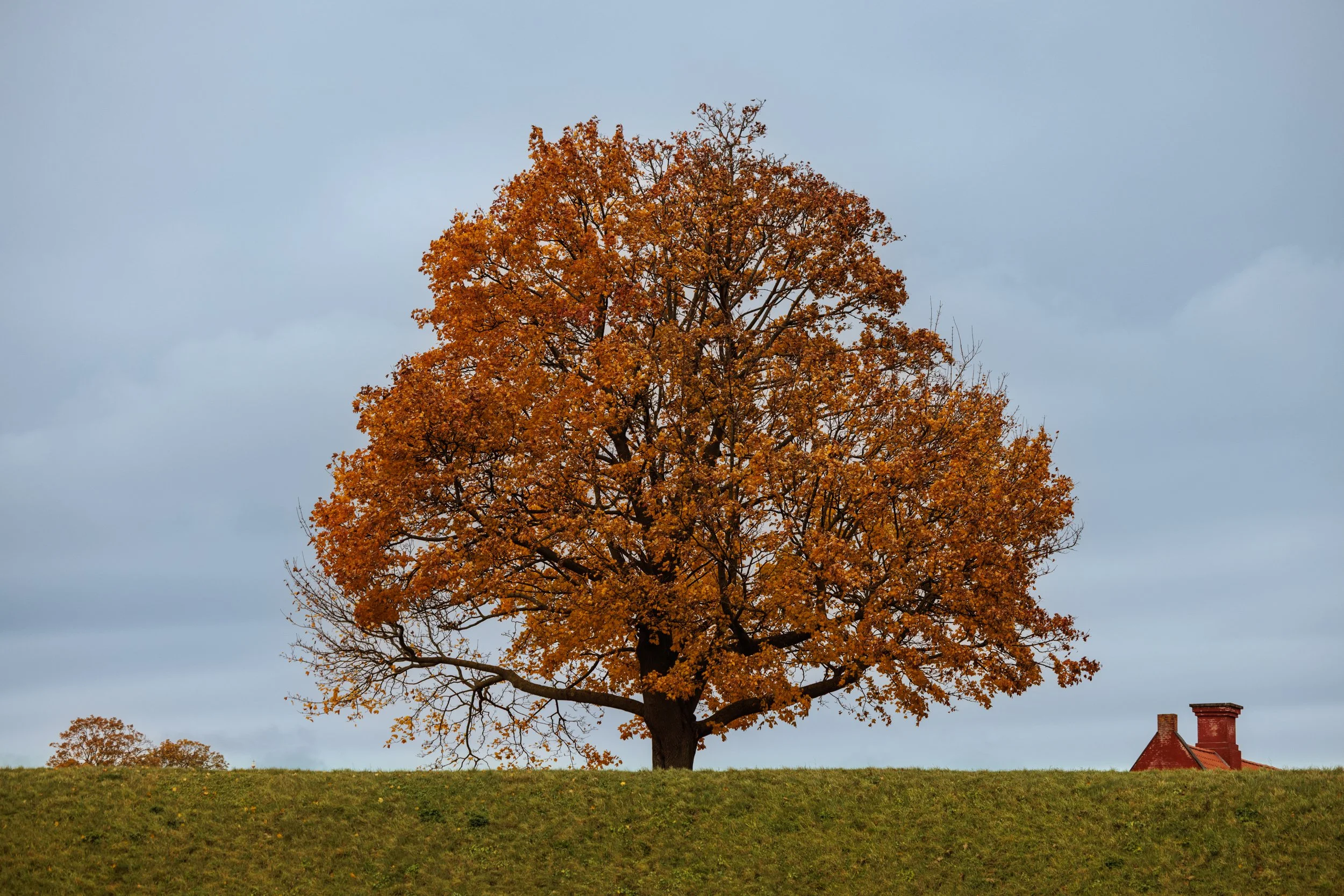 A large tree with orange and red autumn leaves standing on a grassy hill against a cloudy sky, with a small brick chimney and topped house roof visible on the right side.