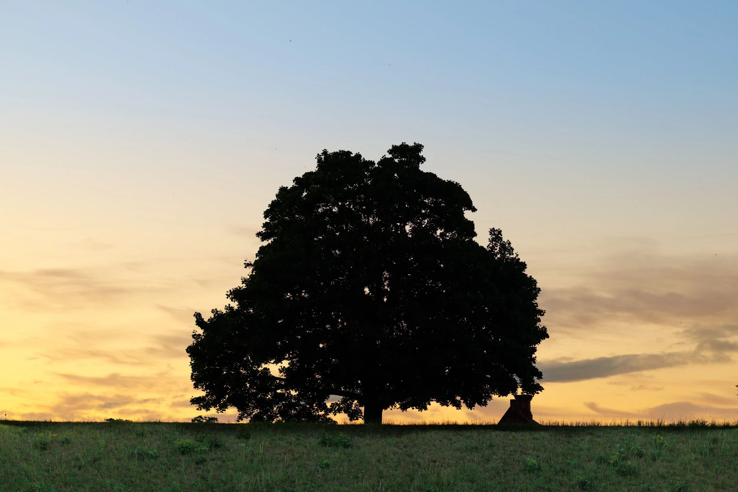 Silhouette of a large tree on grassy land during sunset with a cloudy sky in the background.