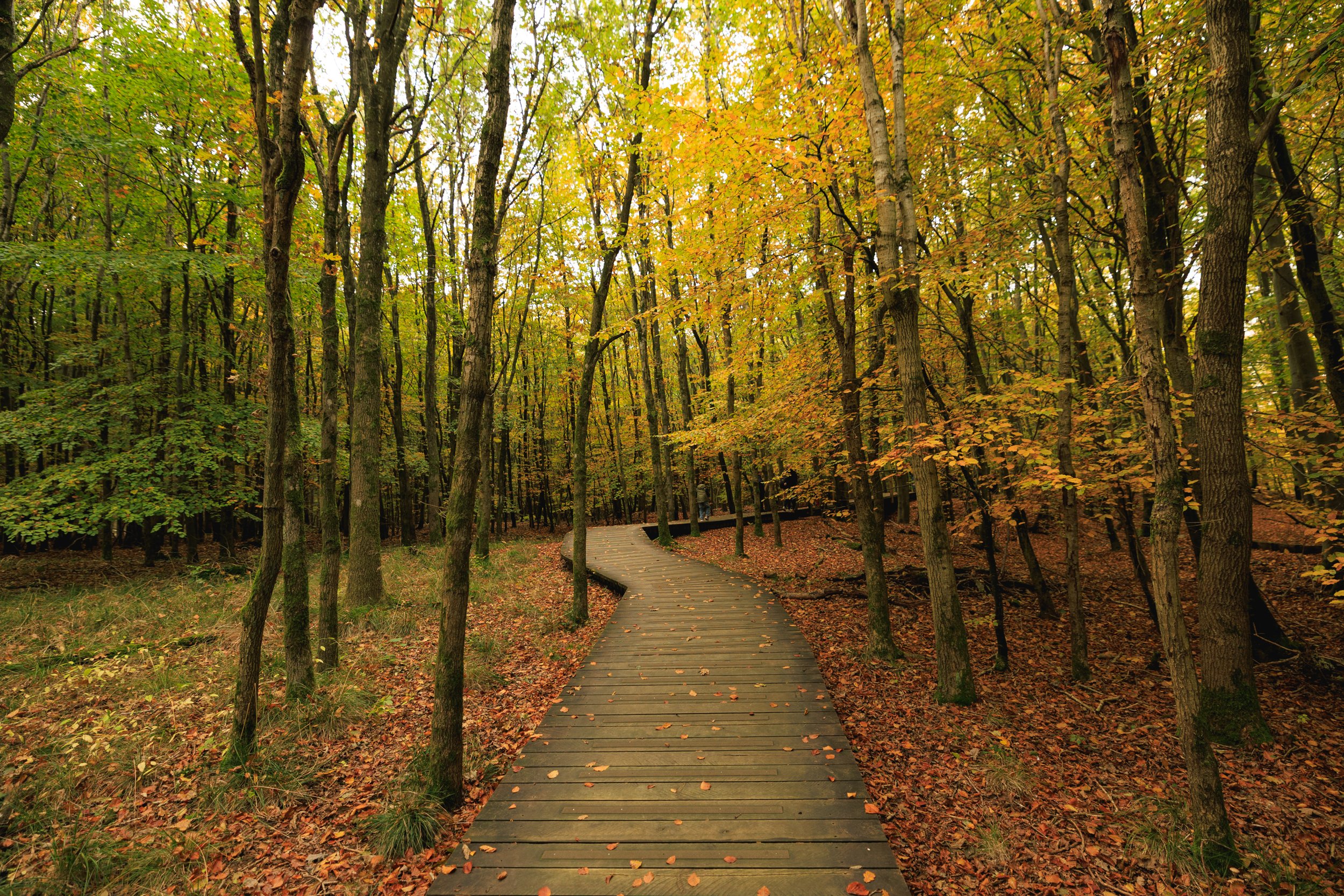 A wooden pathway winds through a dense forest with trees displaying fall foliage in yellow, orange, and green. Fallen leaves scatter on the ground and on the path during daytime.