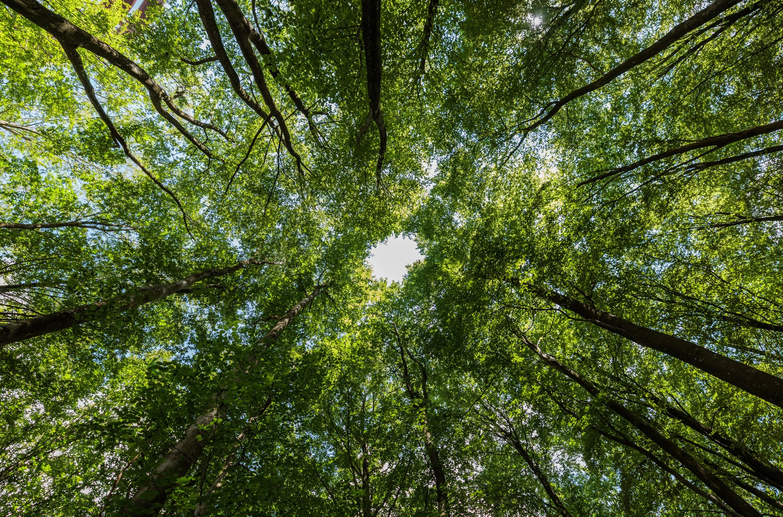 Looking up into a green leafy forest canopy with sunlight filtering through the branches and leaves.