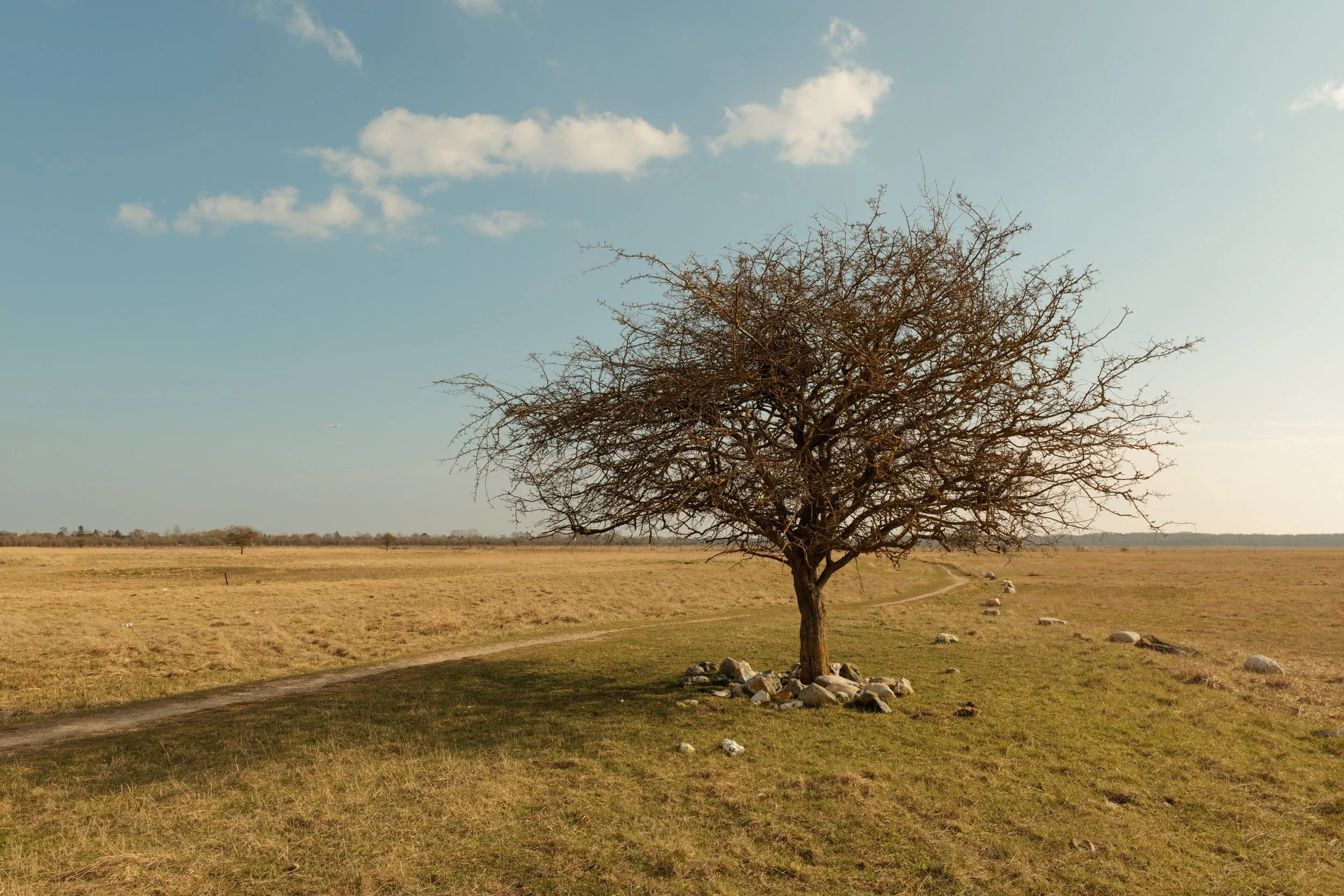 A single bare tree stands in an open grassy field with a dirt path nearby. The sky is mostly clear with a few clouds.