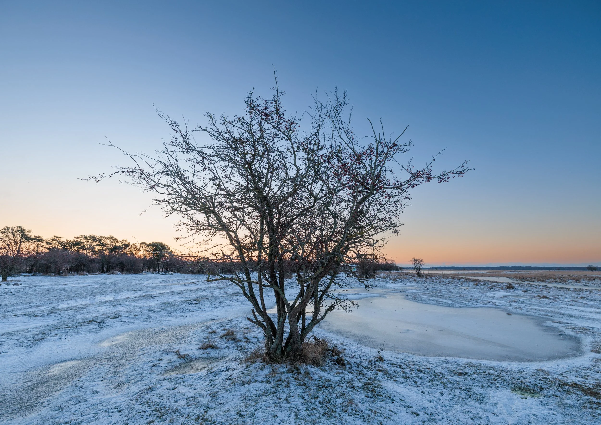 A winter landscape with trees, some snow, and a clear evening sky with a gradient from light to dark blue.