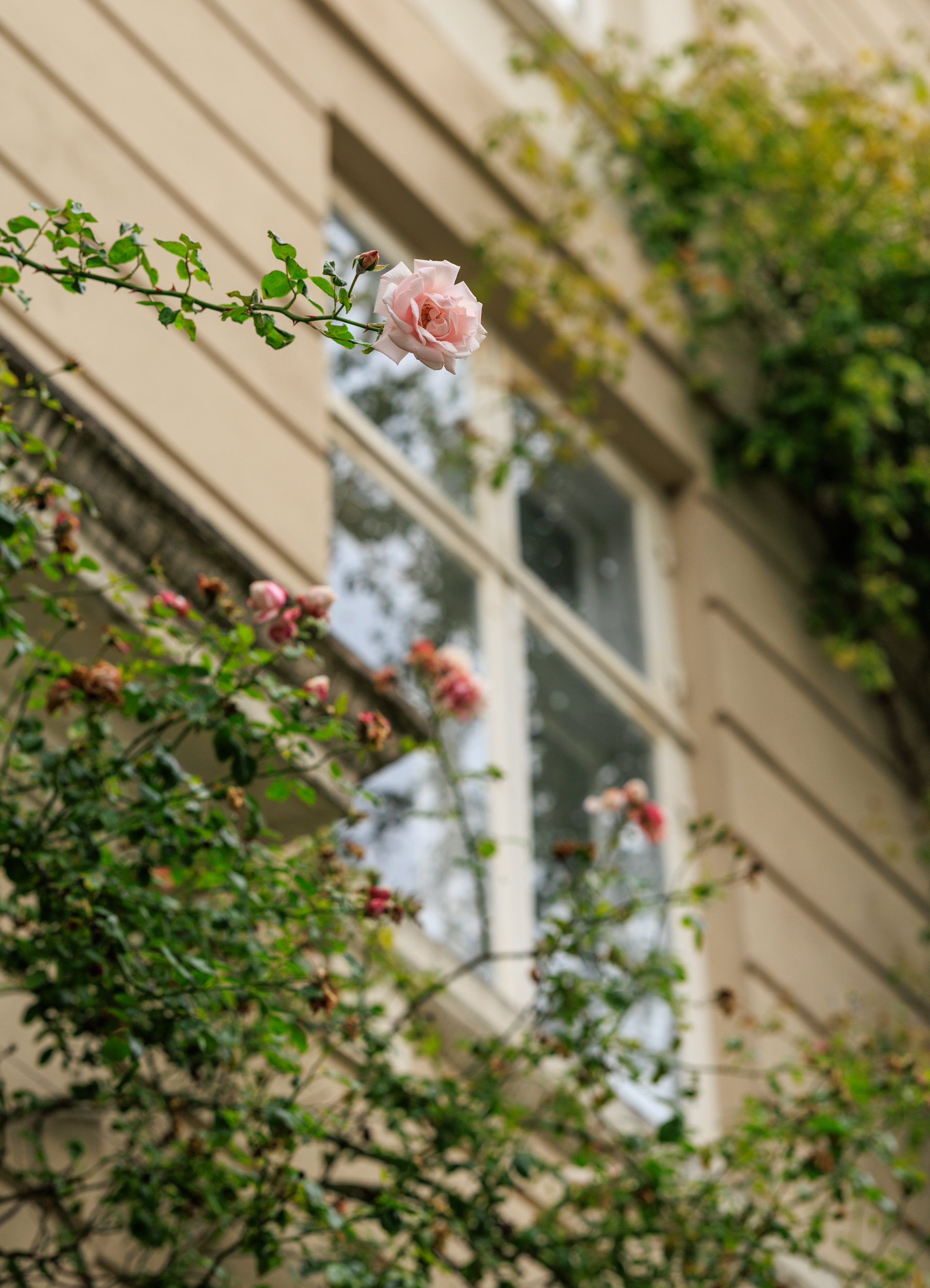 A pink rose on a green vine growing along a building with beige siding and white windows.