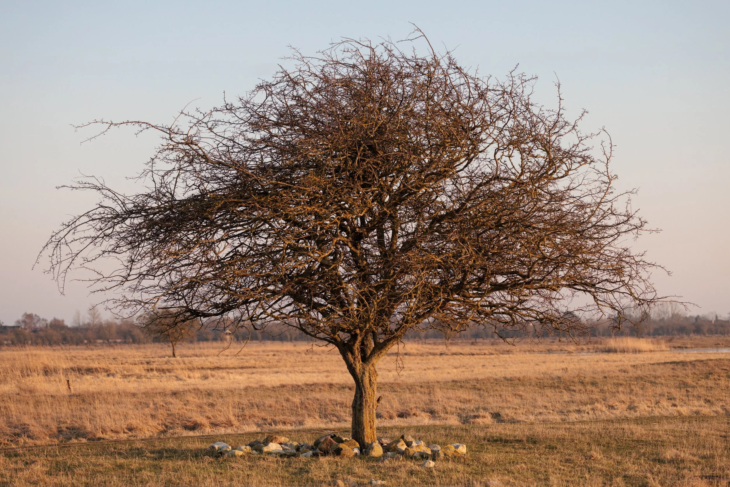 A solitary leafless tree standing in a field with dry grass and a line of trees in the distance under a pale sky.