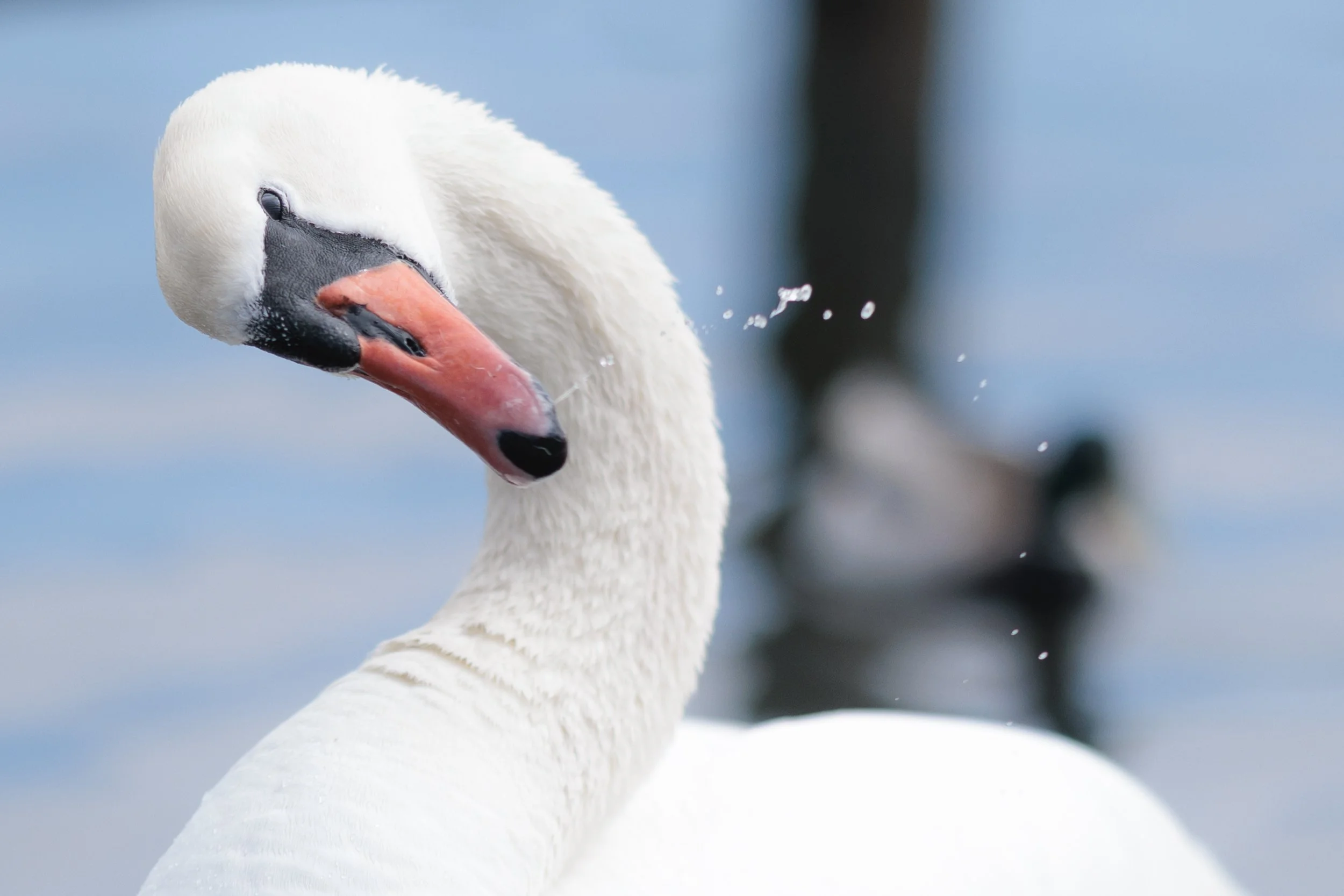 Close-up of a swan's head and neck with water droplets, with a cloudy sky and blurred background.