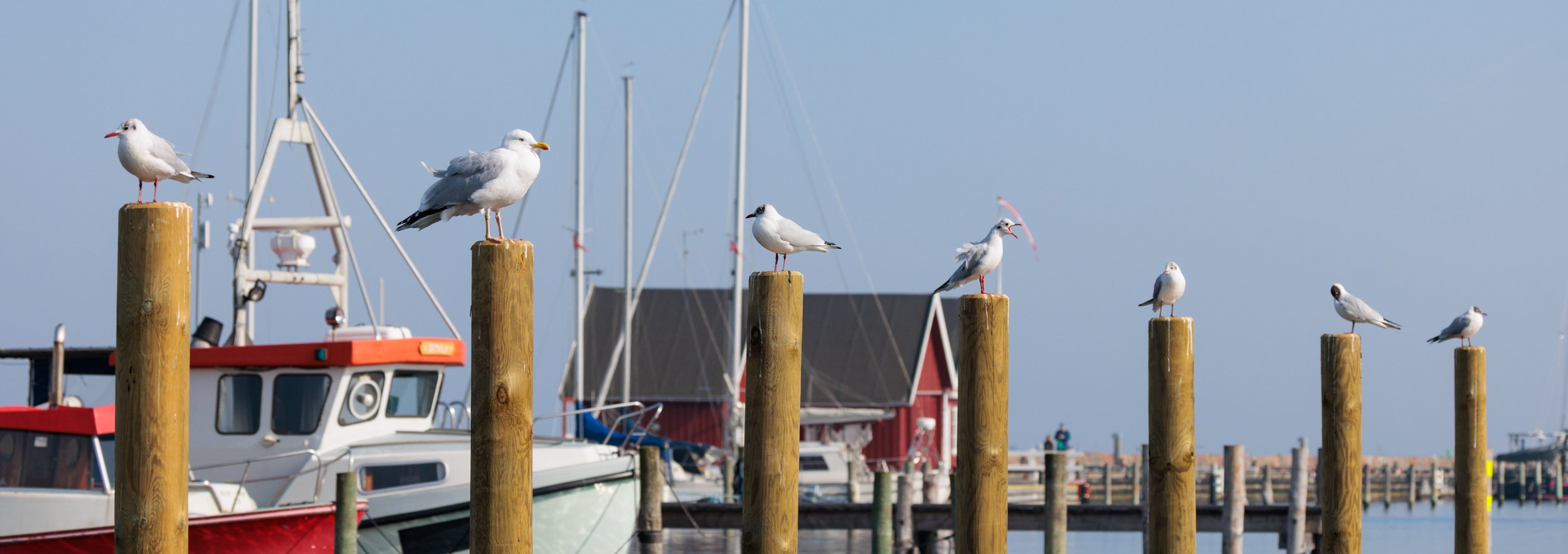Seagulls perched on wooden posts along a marina with boats docked in the background under a clear blue sky.