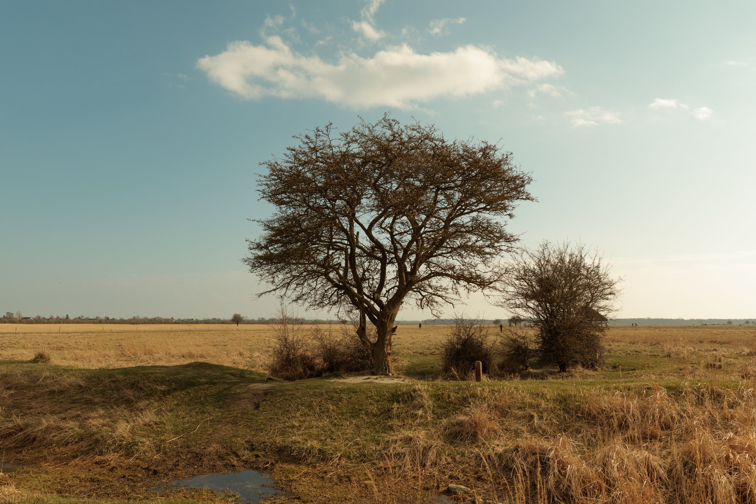 A lone tree in a grassy field under a partly cloudy sky.