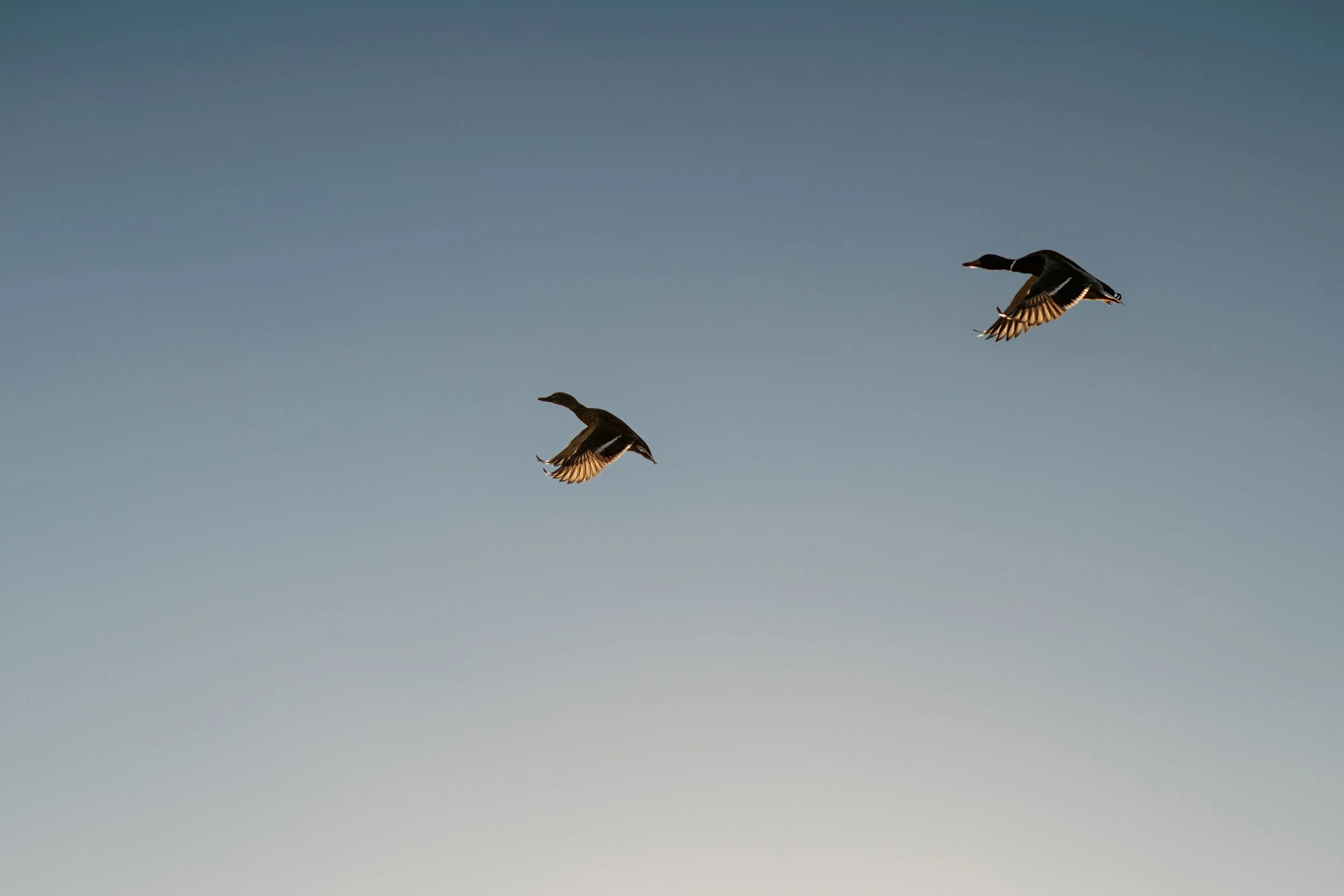 Two ducks flying in the sky with a gradient from darker blue to lighter blue.