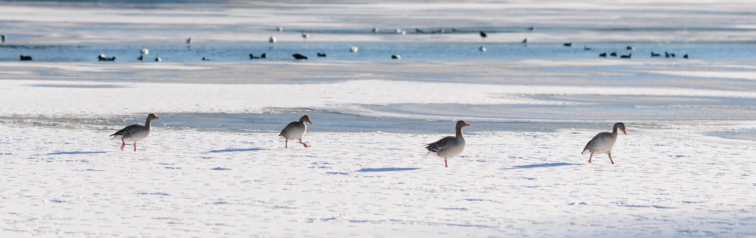 Snow-covered landscape with a group of four snow geese walking in the foreground and several seagulls resting on a frozen body of water in the background.