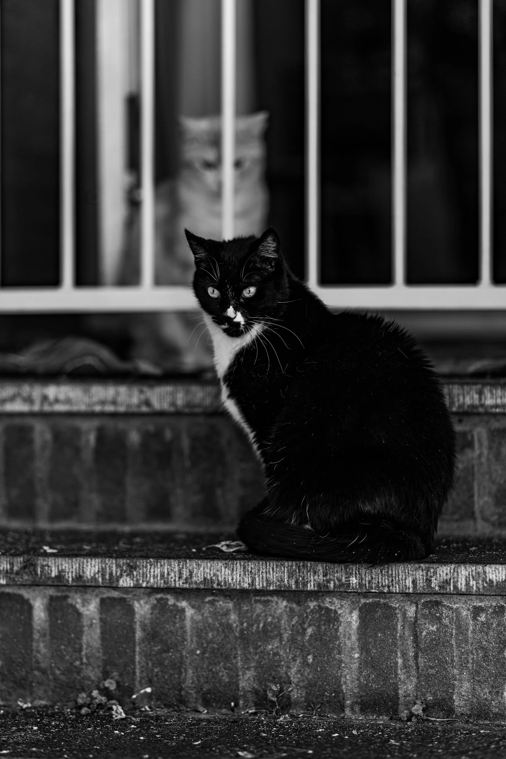 Black and white photo of a black cat sitting on stairs in the foreground, with a light-colored cat looking through the bars of a staircase gate in the background.
