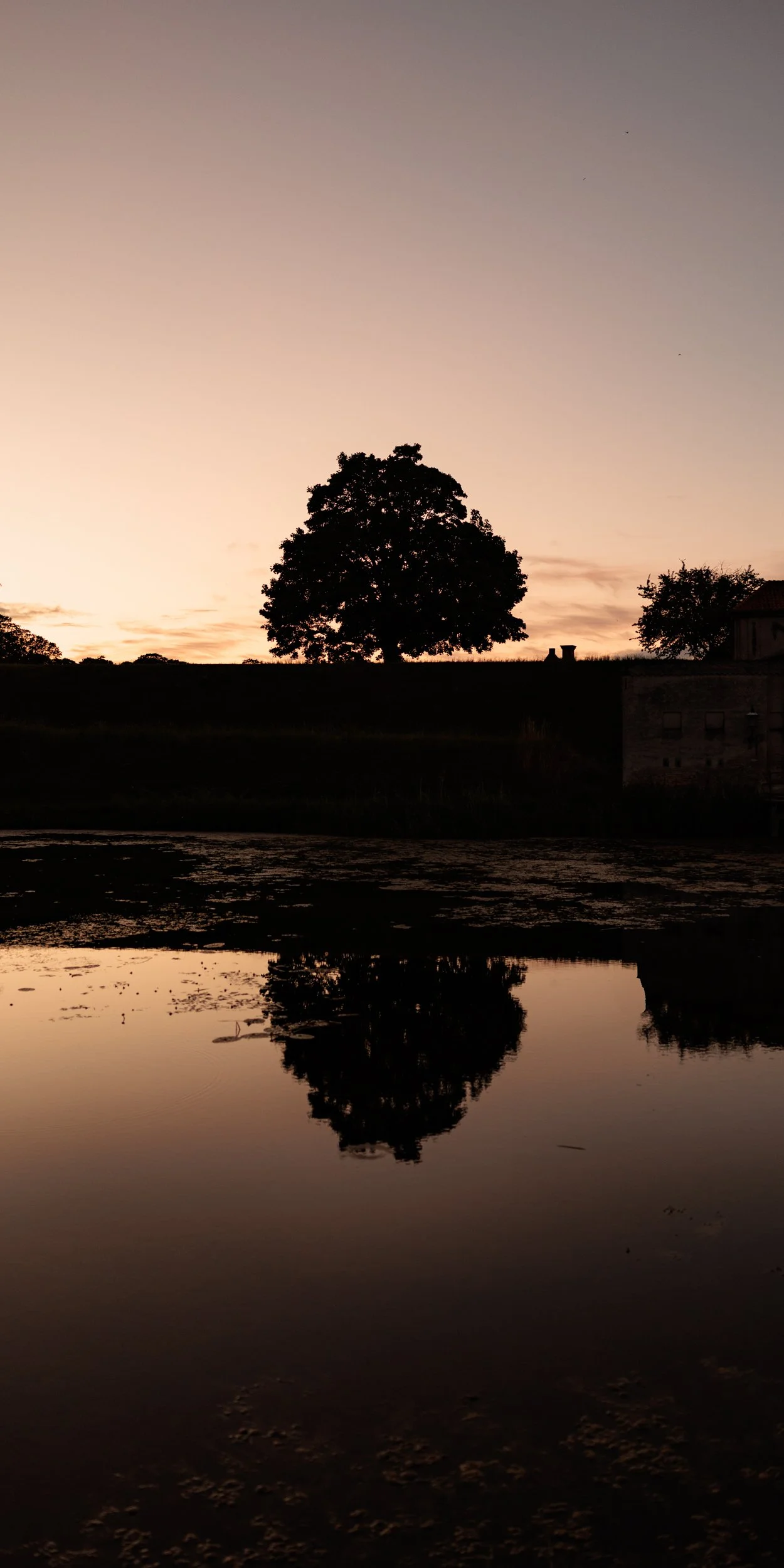 Silhouette of a large tree against a sunset sky, with its reflection in a calm body of water.