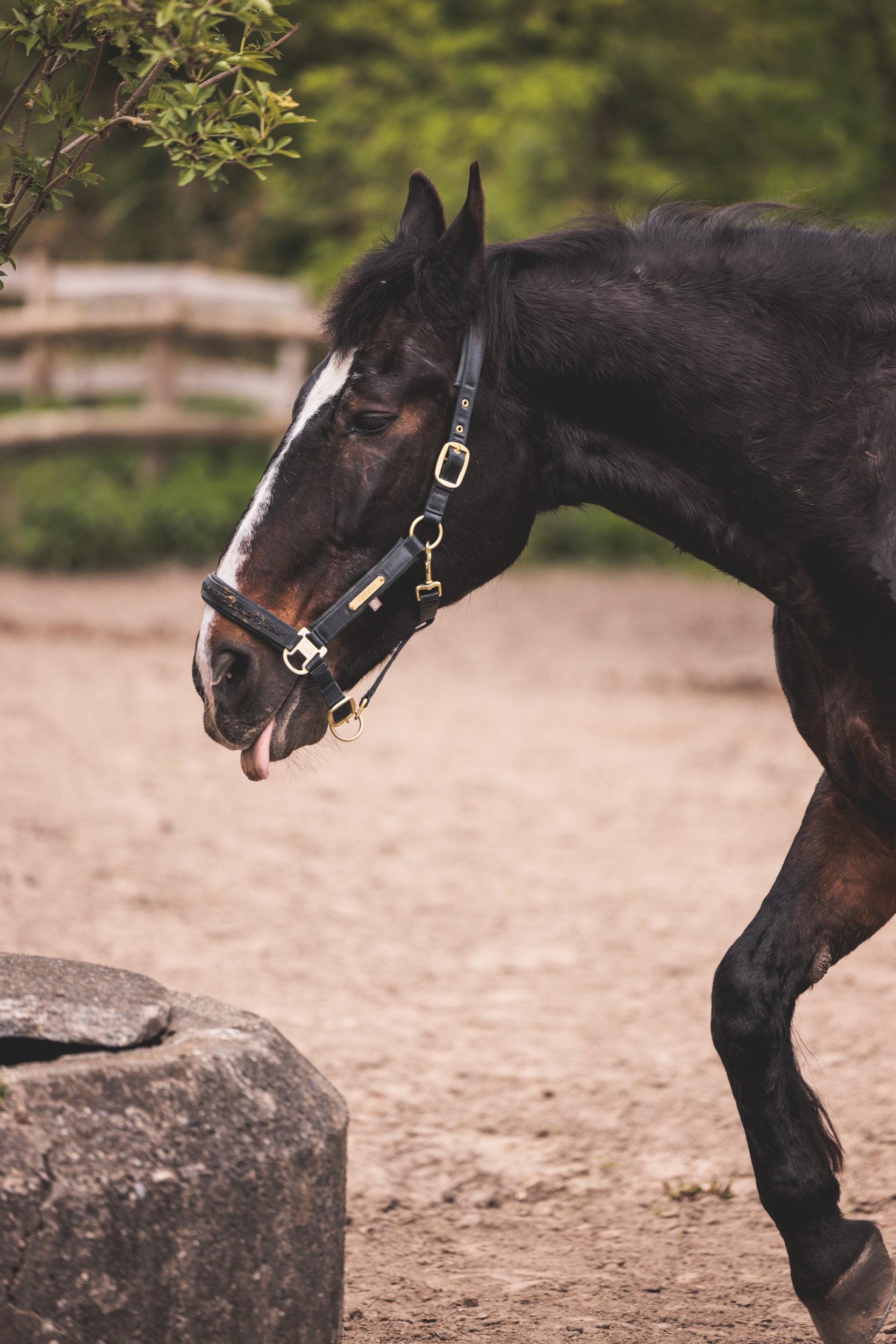 A horse with a black coat and a white stripe on its face is standing outdoors near a large rock.