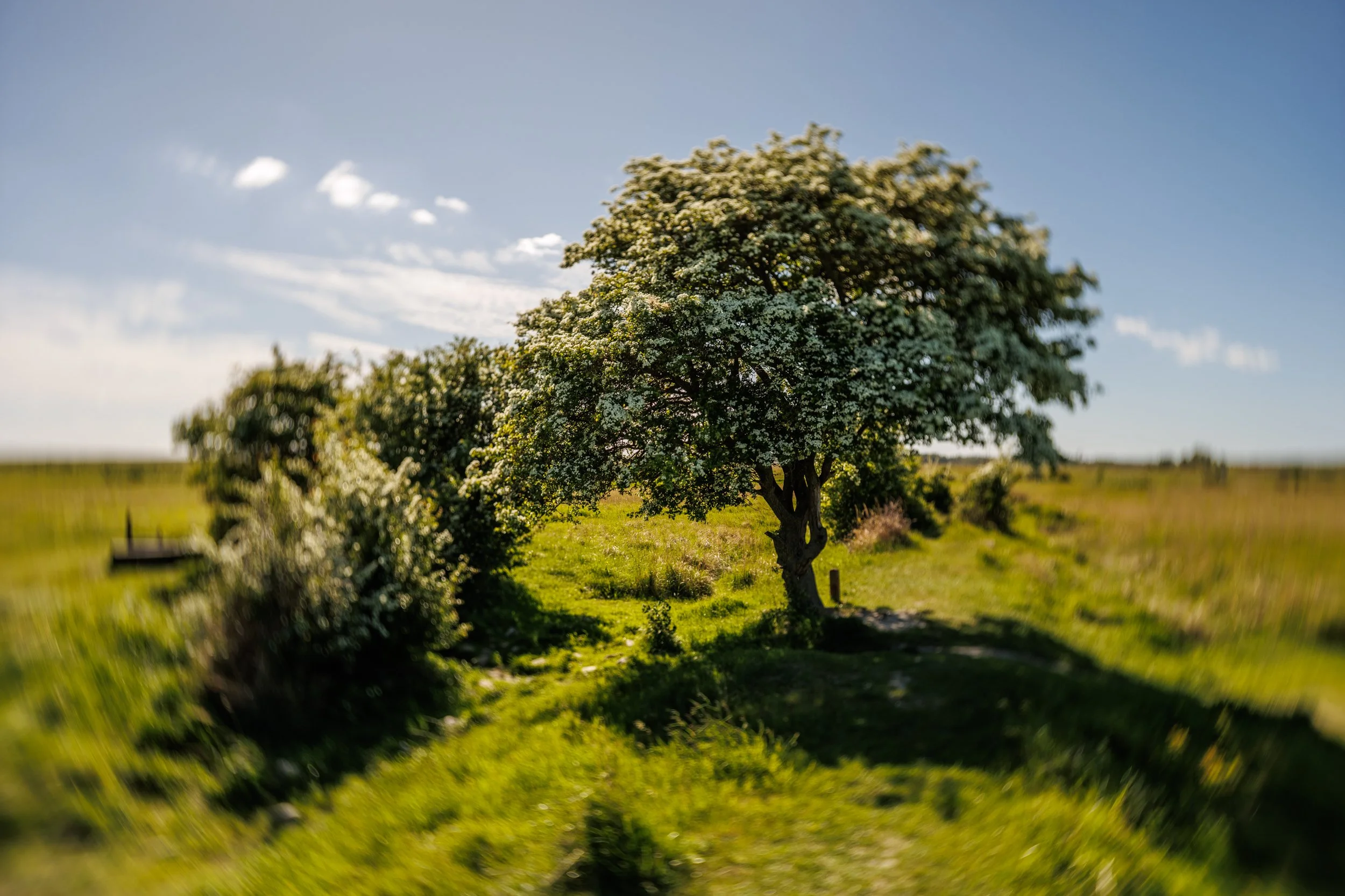 A flowering tree stands in a grassy field under a partly cloudy sky.