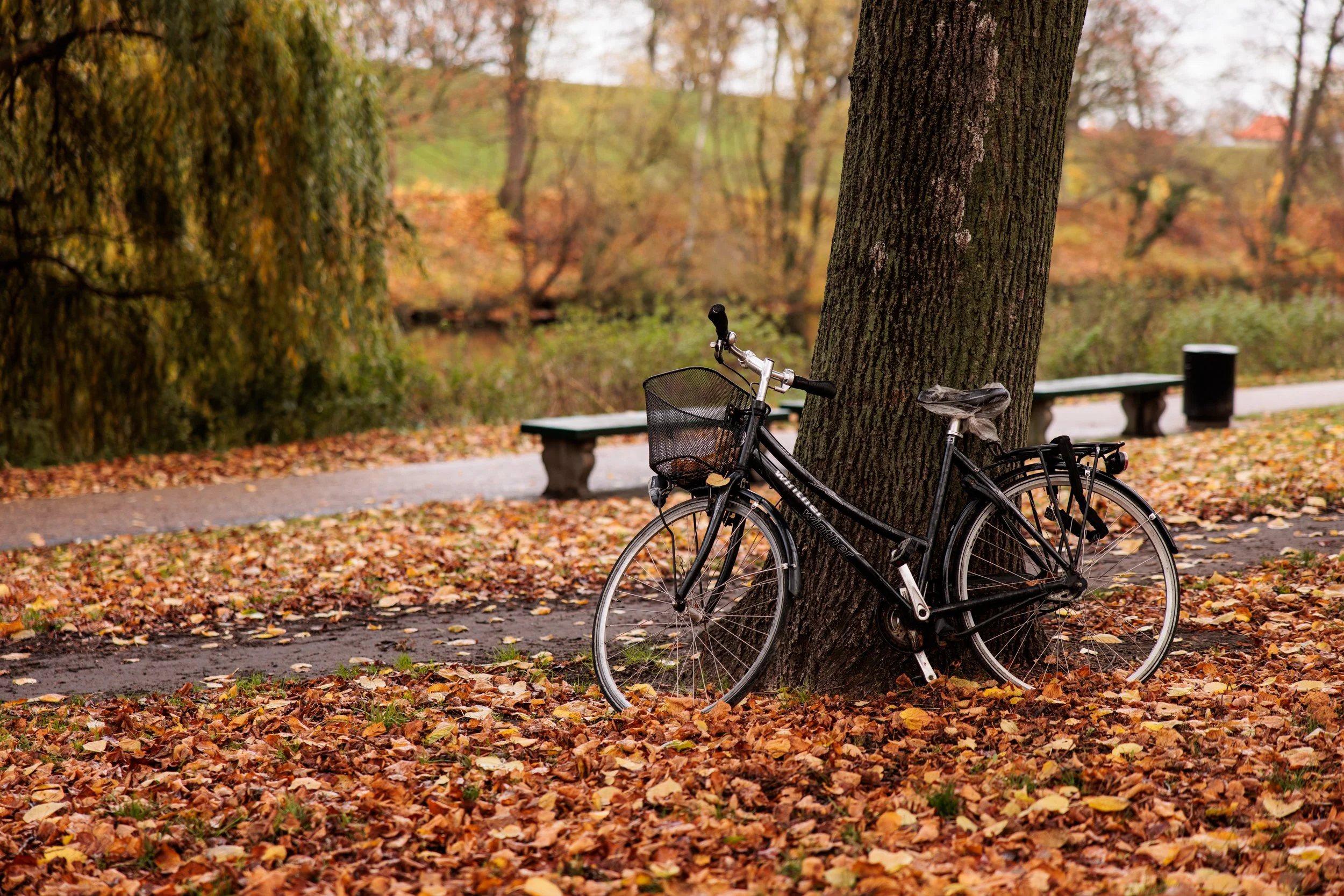 A black bicycle leaning against a tree in a park during fall, with fallen leaves on the ground and colorful autumn trees in the background.