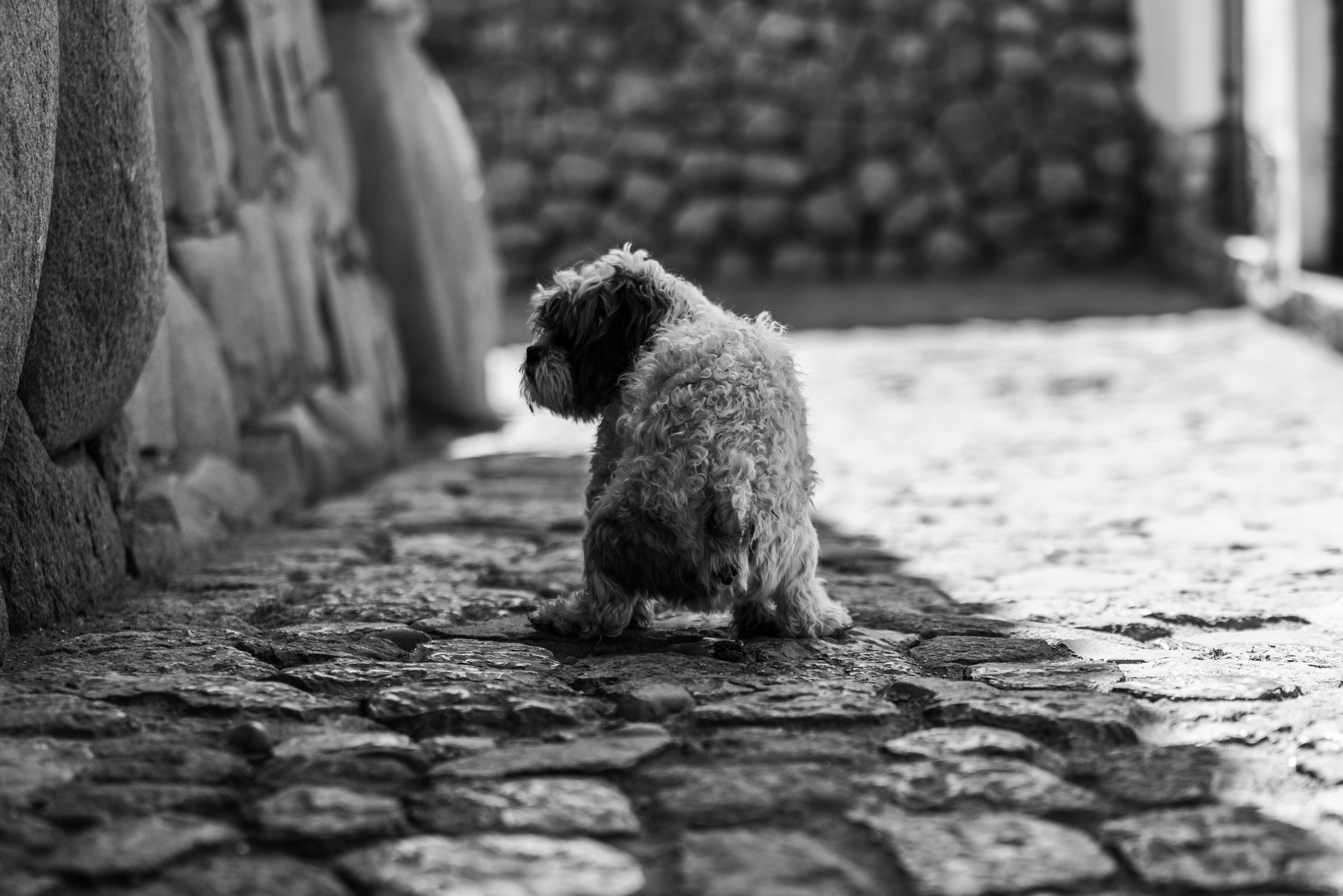 A small, curly-haired dog sitting on a cobblestone street with a stone wall on the side, seen in black and white.