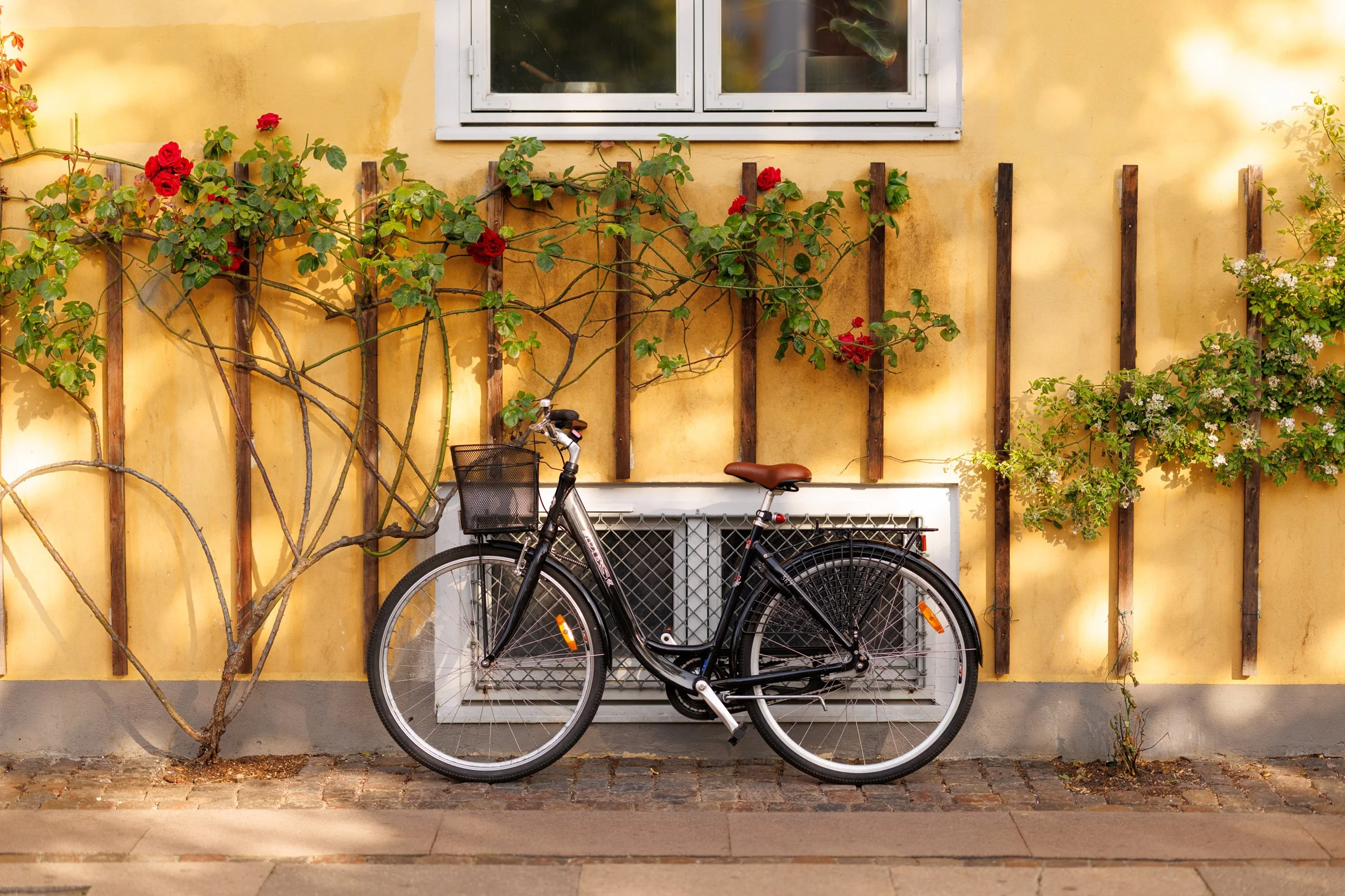 A black bicycle with a basket parked in front of a yellow wall with a window above it, surrounded by green and red climbing plants and climbing bushes.