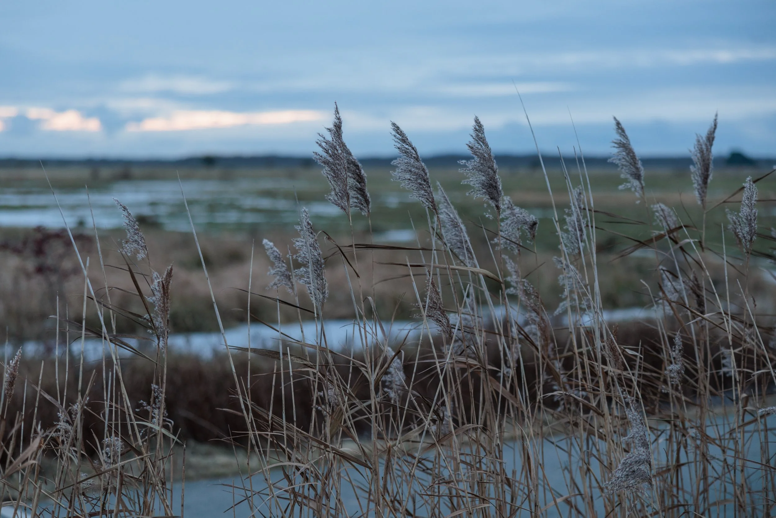 Dried grasses with snow and a cold, cloudy sky over a marsh or wetland area.
