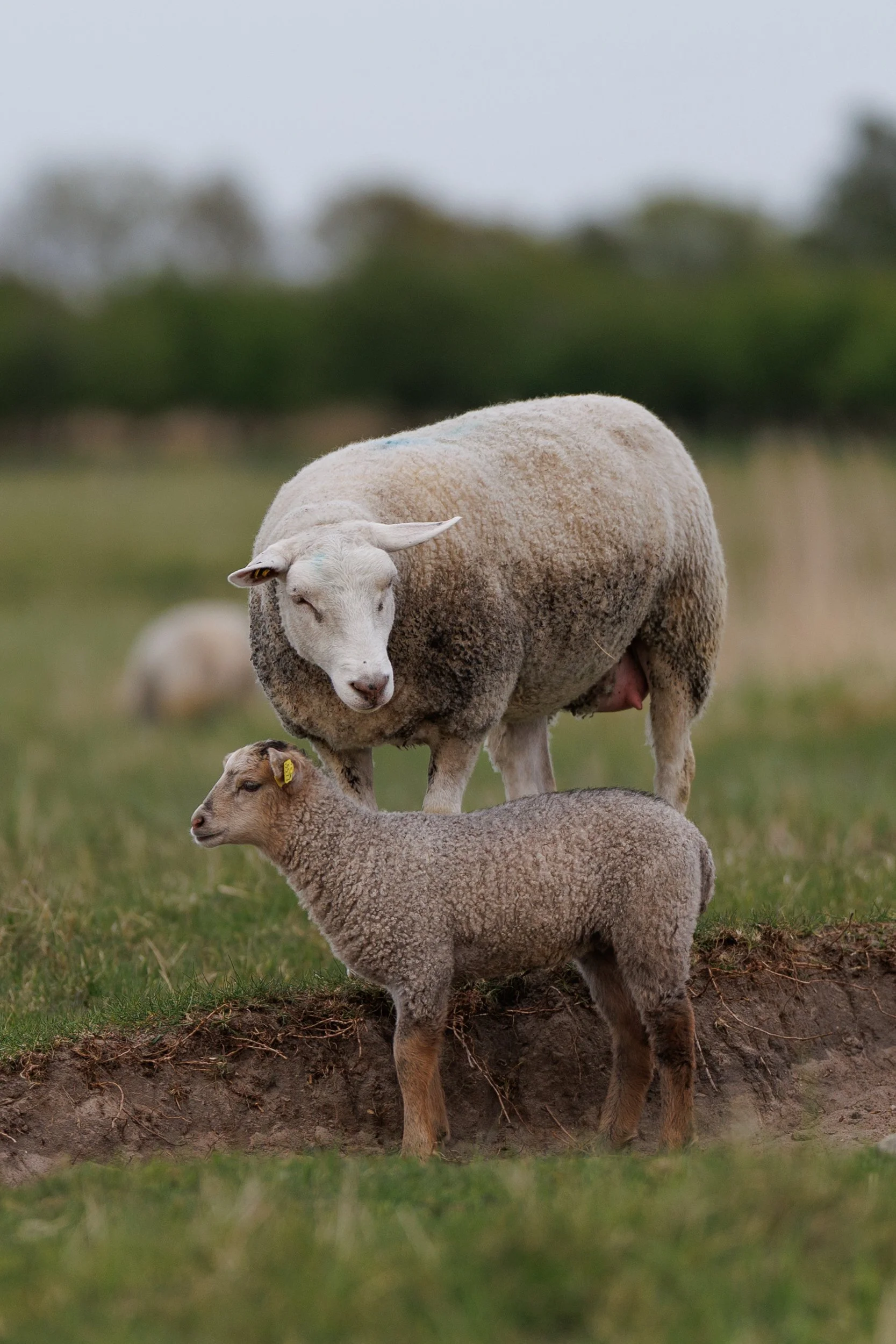 A flock of sheep grazing outdoors on a grassy field with a blurred background of trees and cloudy sky.