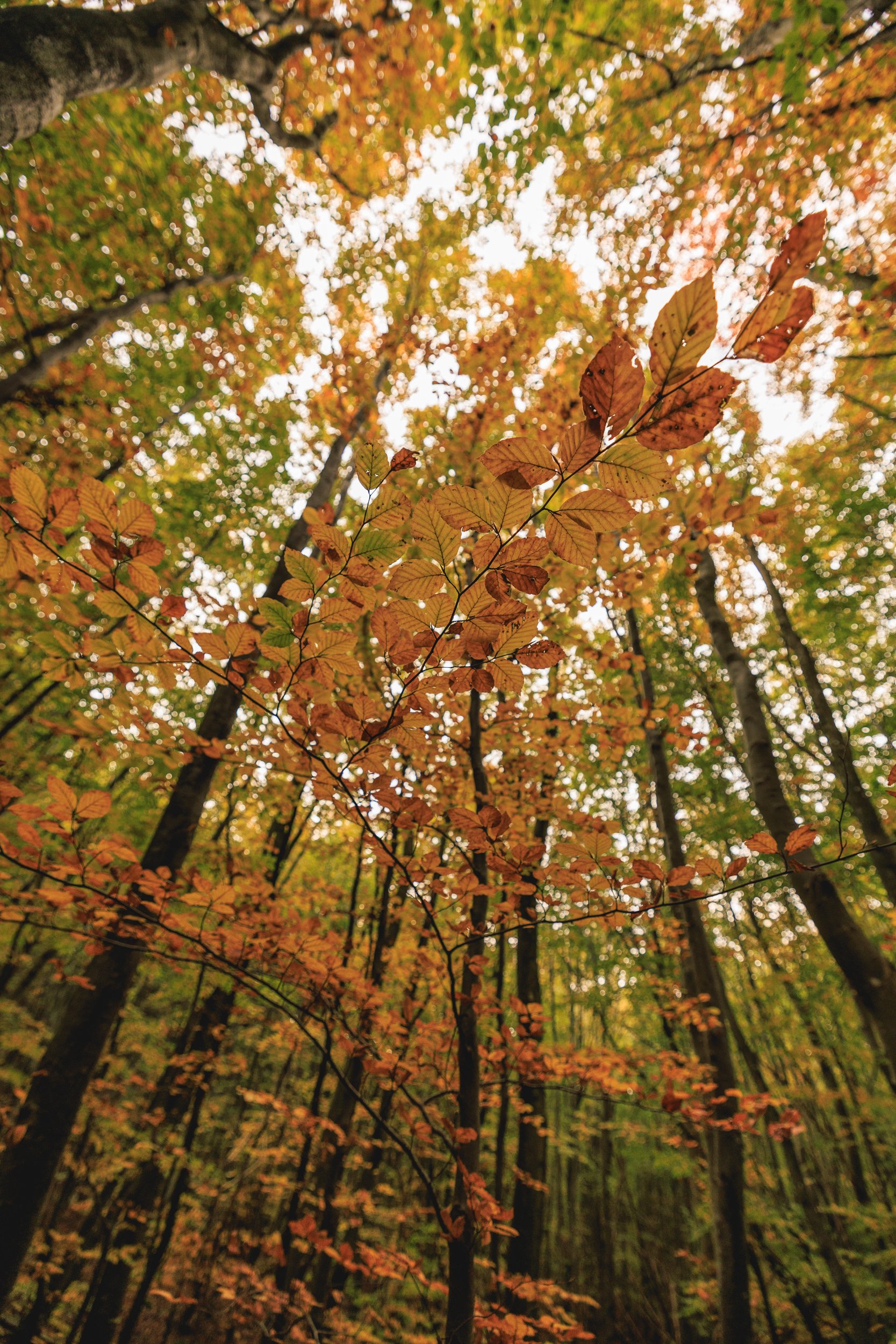 Looking upward through a tall deciduous forest with orange, yellow, and green leaves in fall. The sky is visible through the branches.